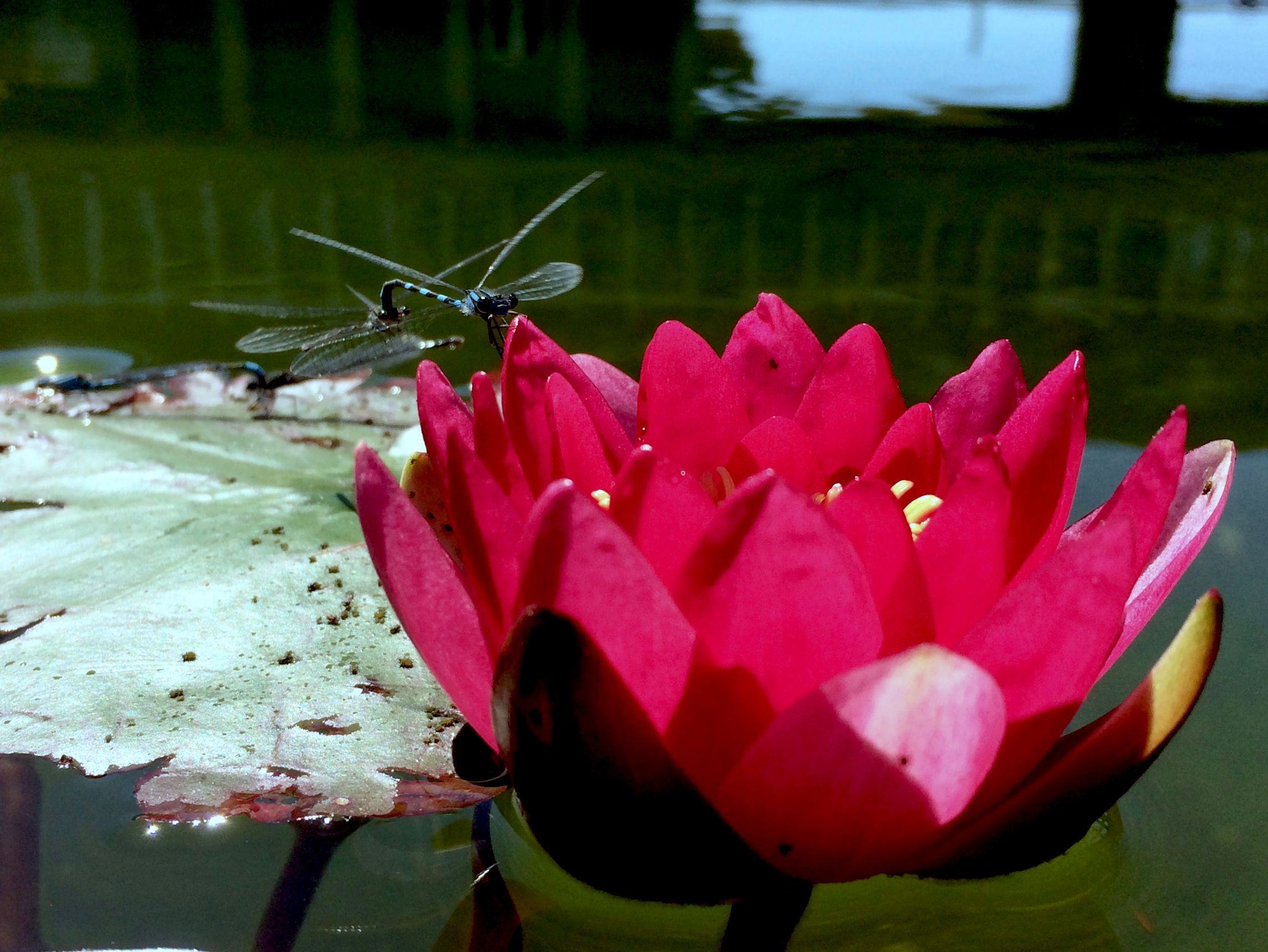 A pink lotus flower floats on a green lily pad in still water. A dragonfly rests on a petal.