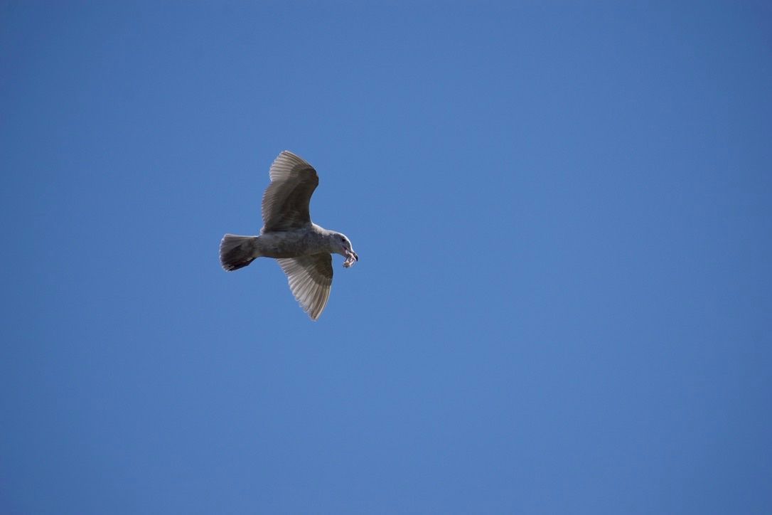 An immature gull in flight carries a bit of food in its beak.