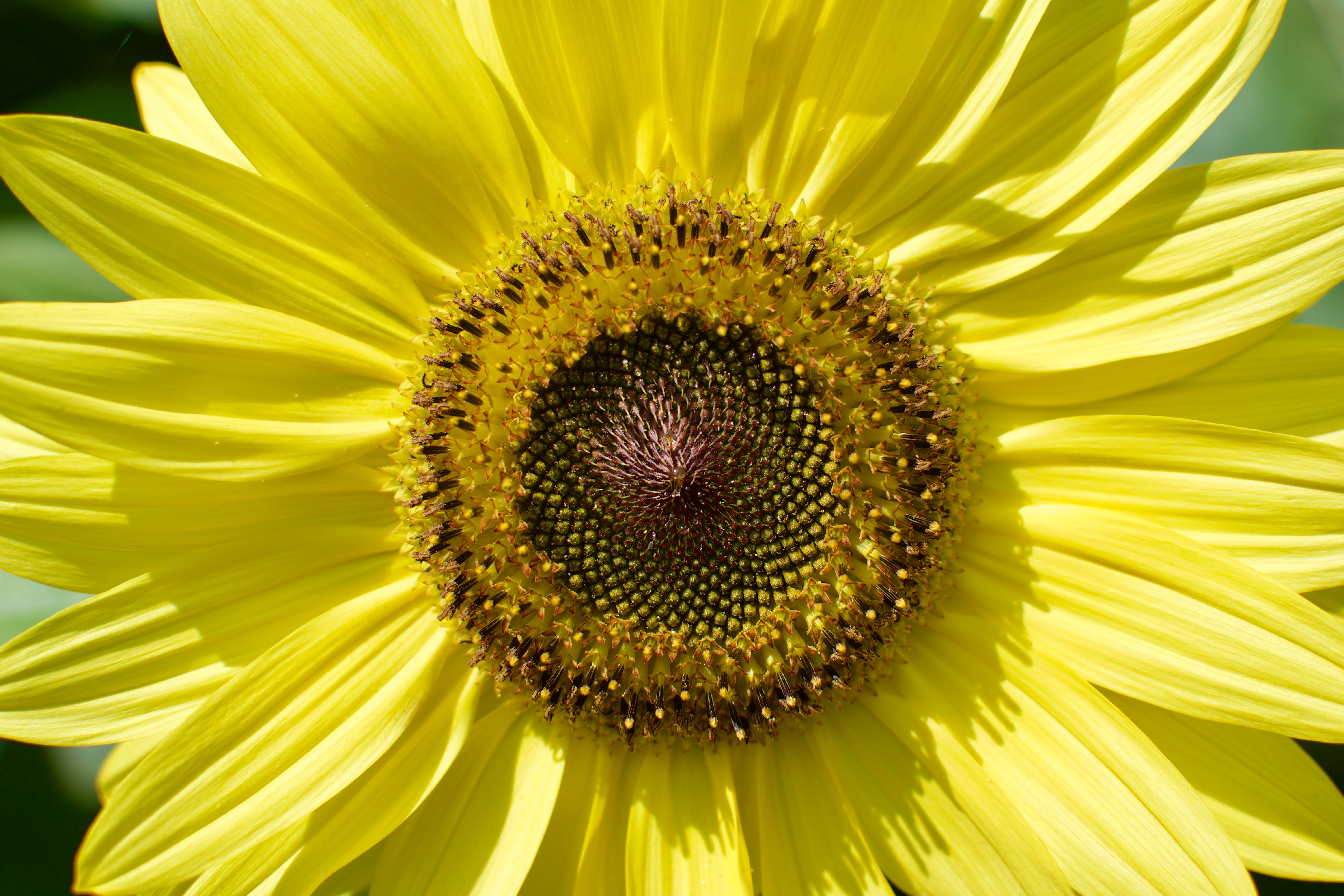 Close-up of a bright yellow sunflower with a double spiral pattern of seeds in the center.