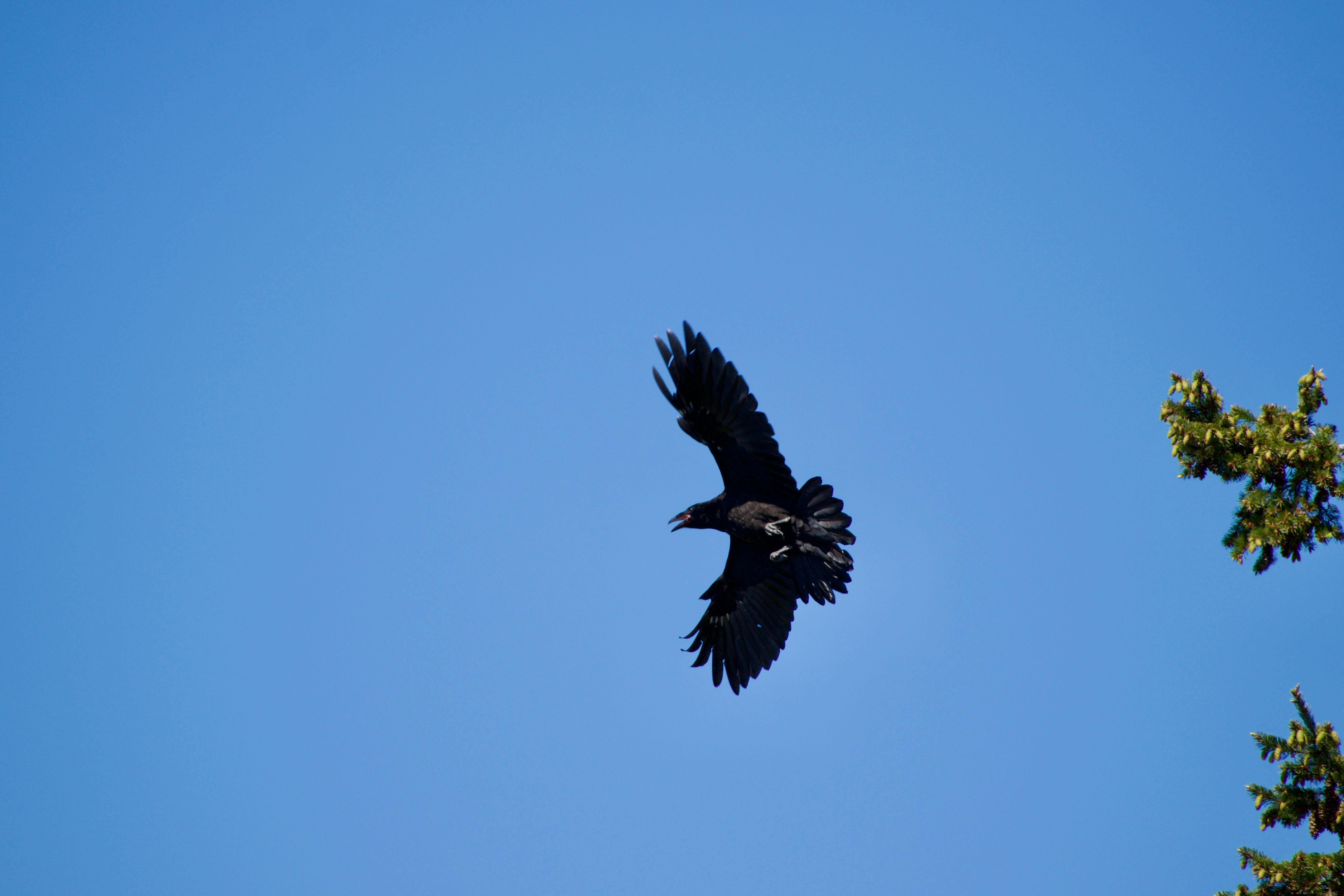 A crow with wings outstretched and beak open in the middle of a clear blue sky. A branch of the evergreen tree from which the crow launched itself is just visible at the edge of the frame.