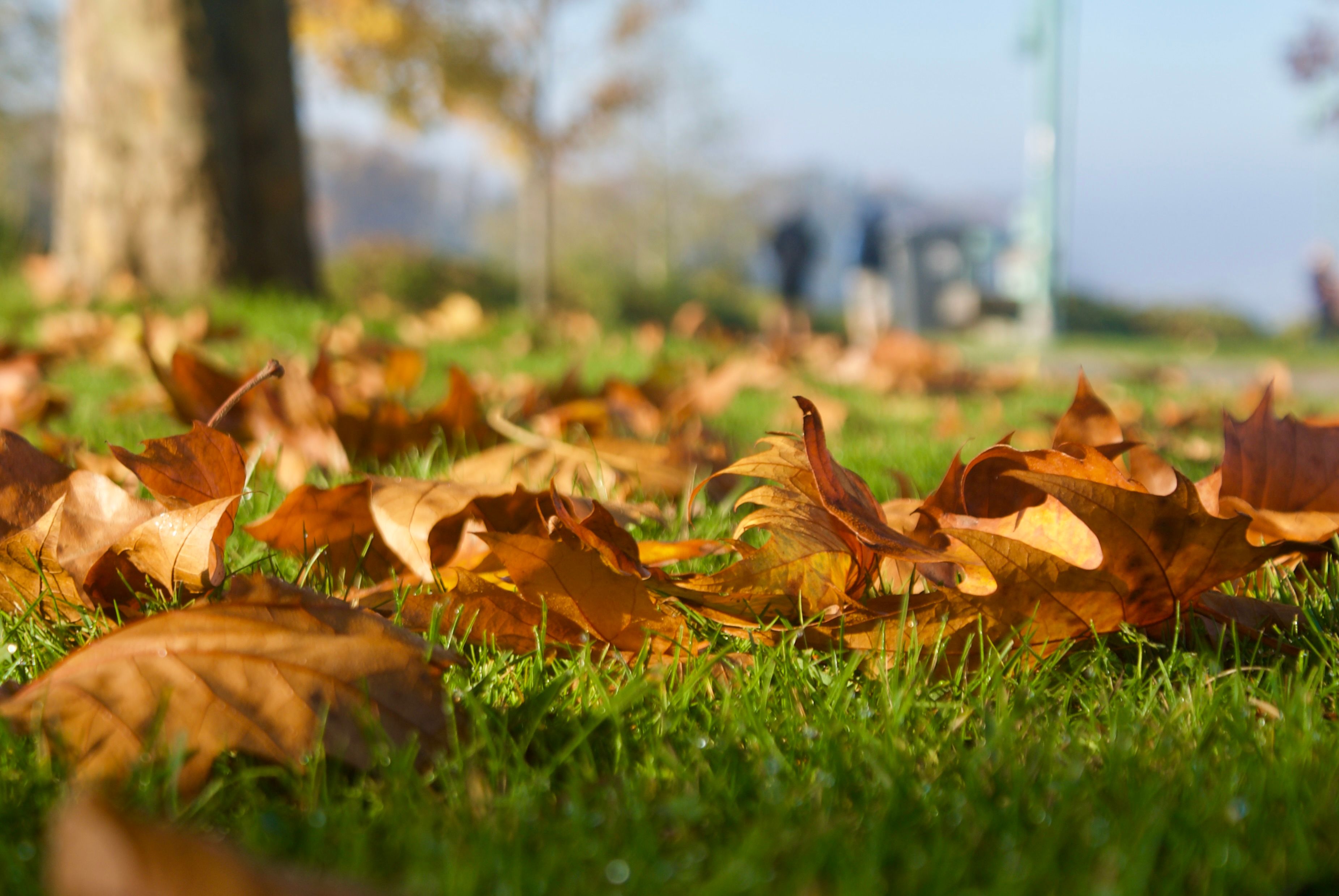 Orange autumn leaves scattered across green grass