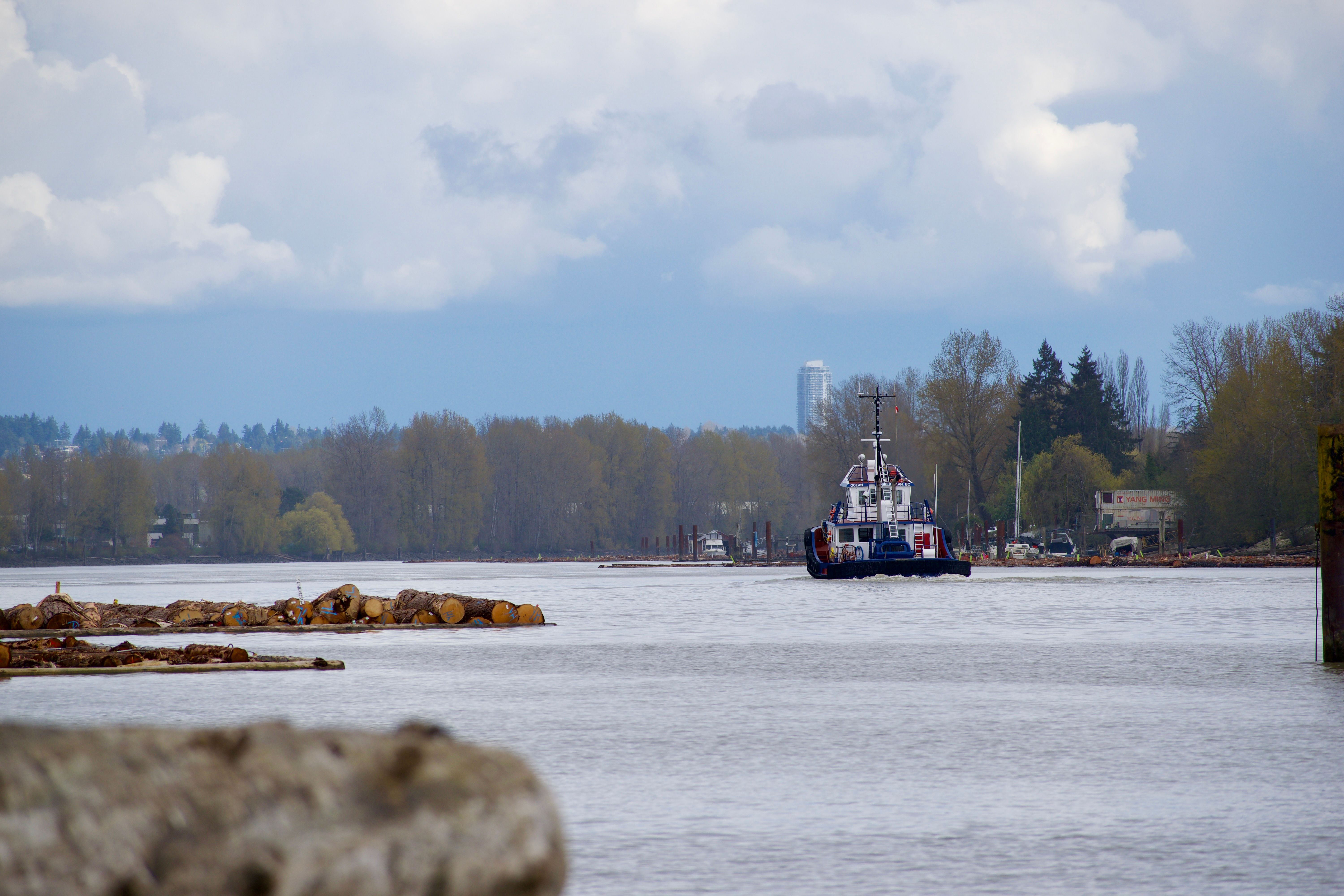 A scene on the Fraser River on a cloudy day. A log bundle floats on the river to the left of frame, while a tugboat facing away from camera makes its way up the river on the right.
