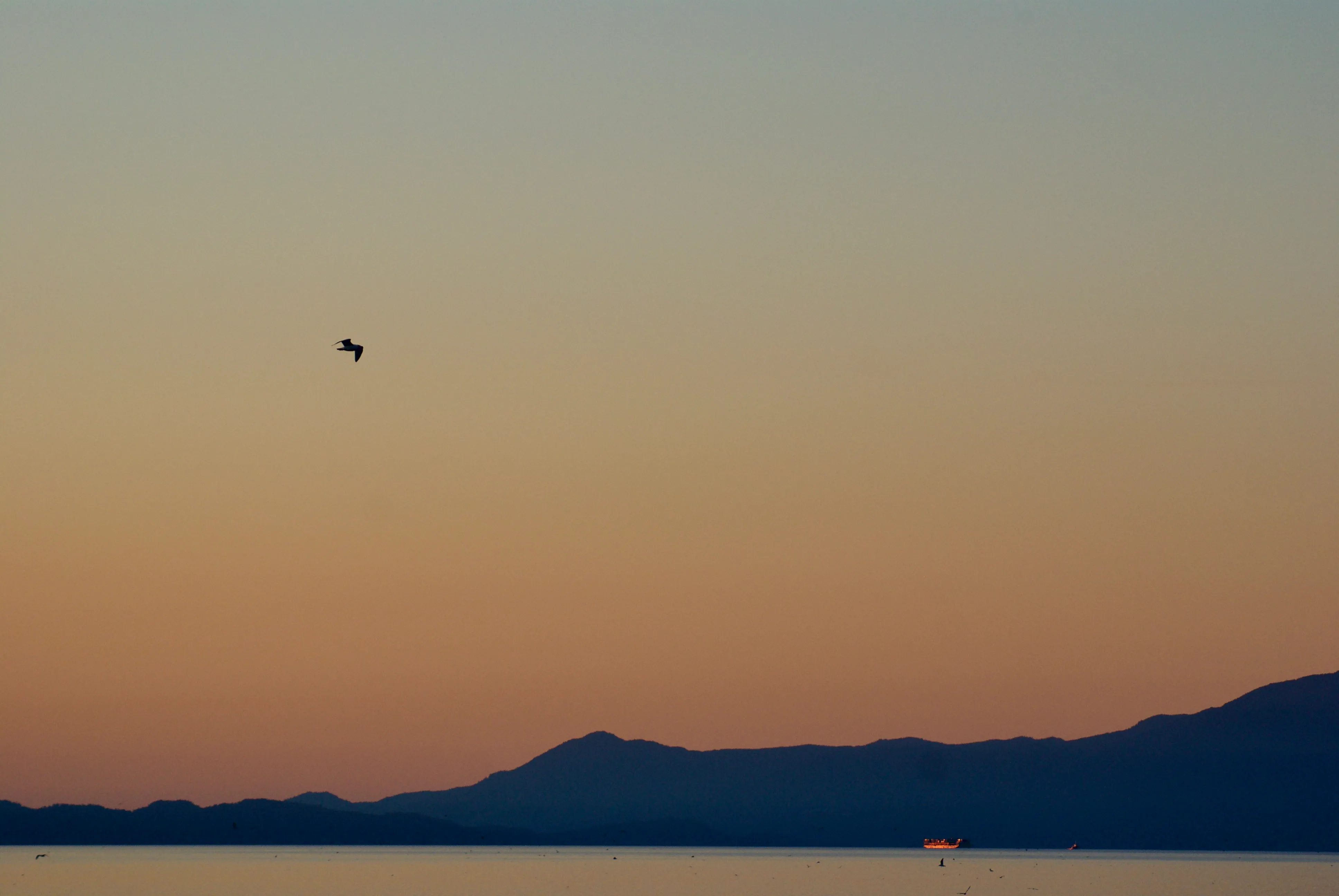 A silhouette of a seagull against a sunset, above Vancouver's North Shore mountains and an illuminated ship