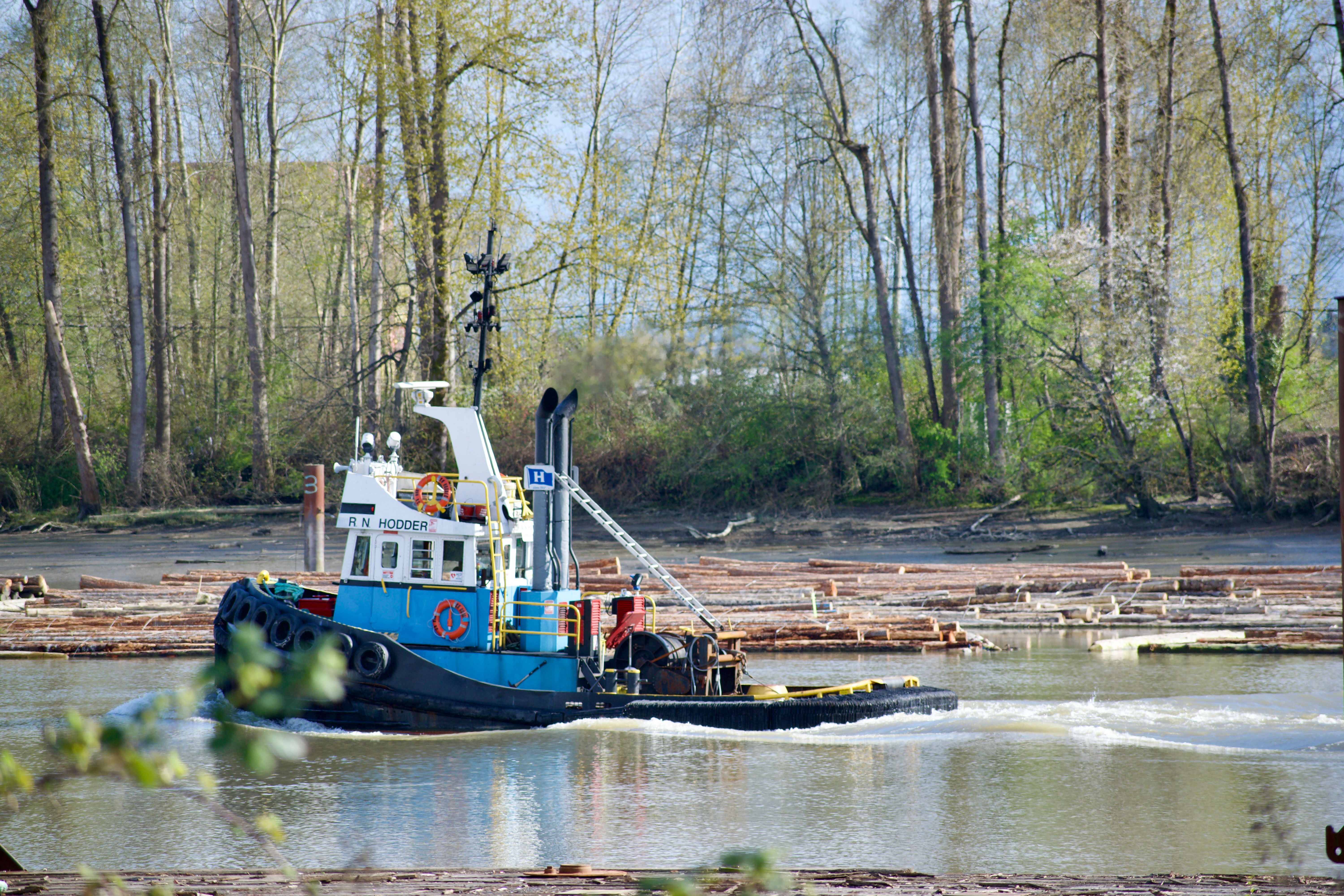 A blue and white tugboat sails leftwards up the Fraser River. Several log bundles are floating on the river on either side of the boat. The opposite bank of the river is lined by a thin forest of tall deciduous trees.