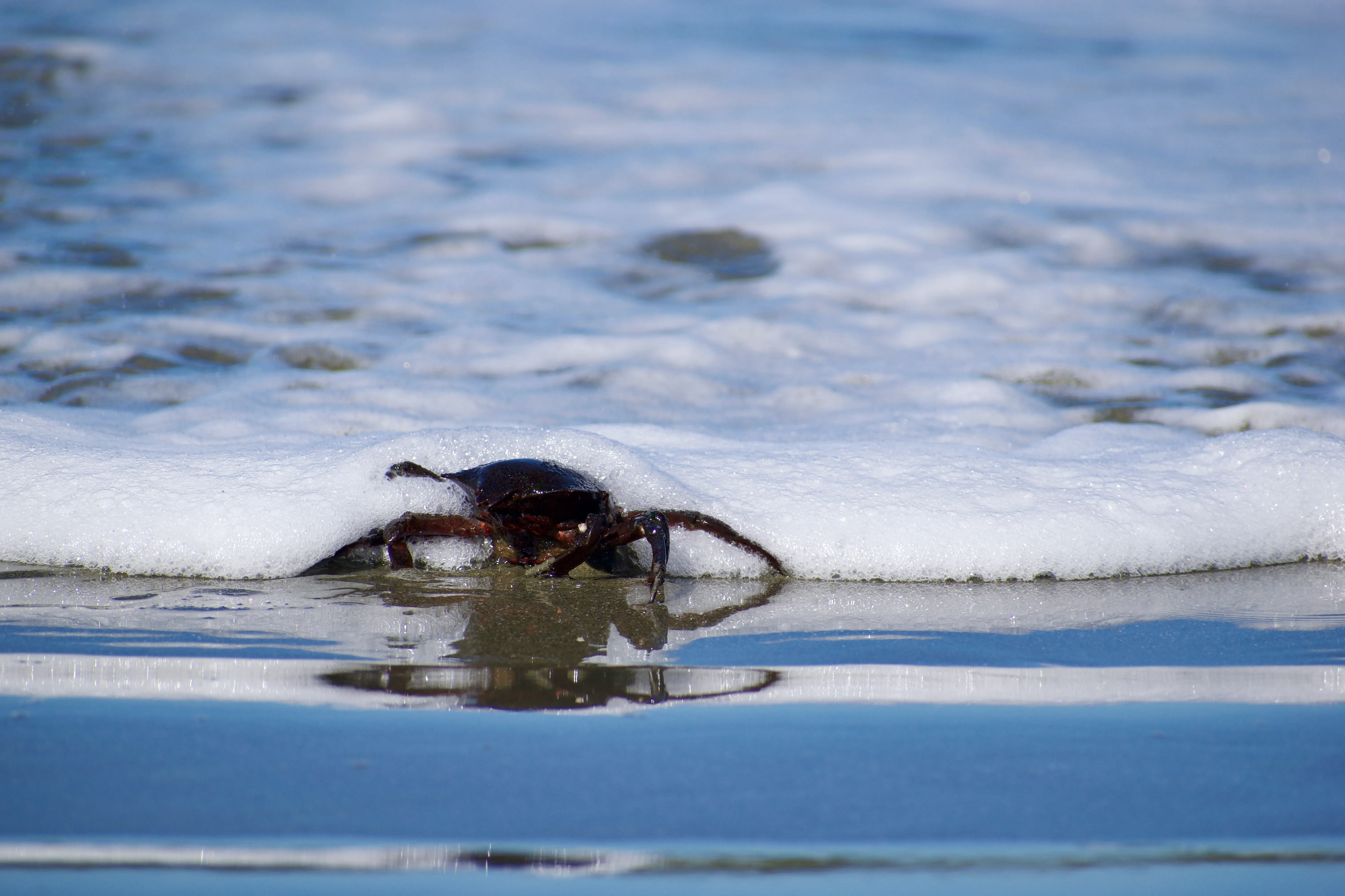 A dark crab stands on a wet sandy surface, partially submerged in the foam of an incoming wave.
