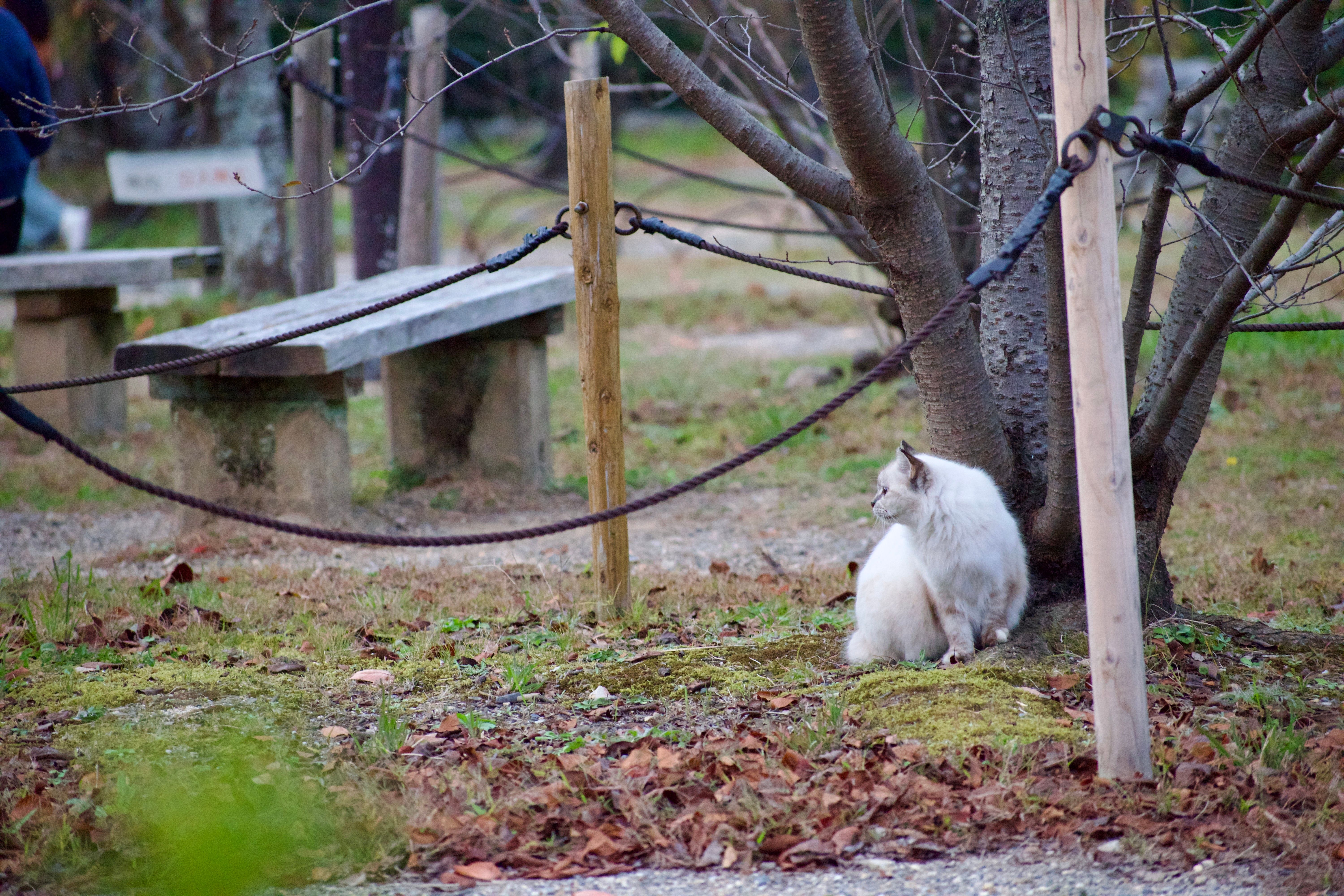 A white cat sits next to a tree and looks around the surrounding city park.