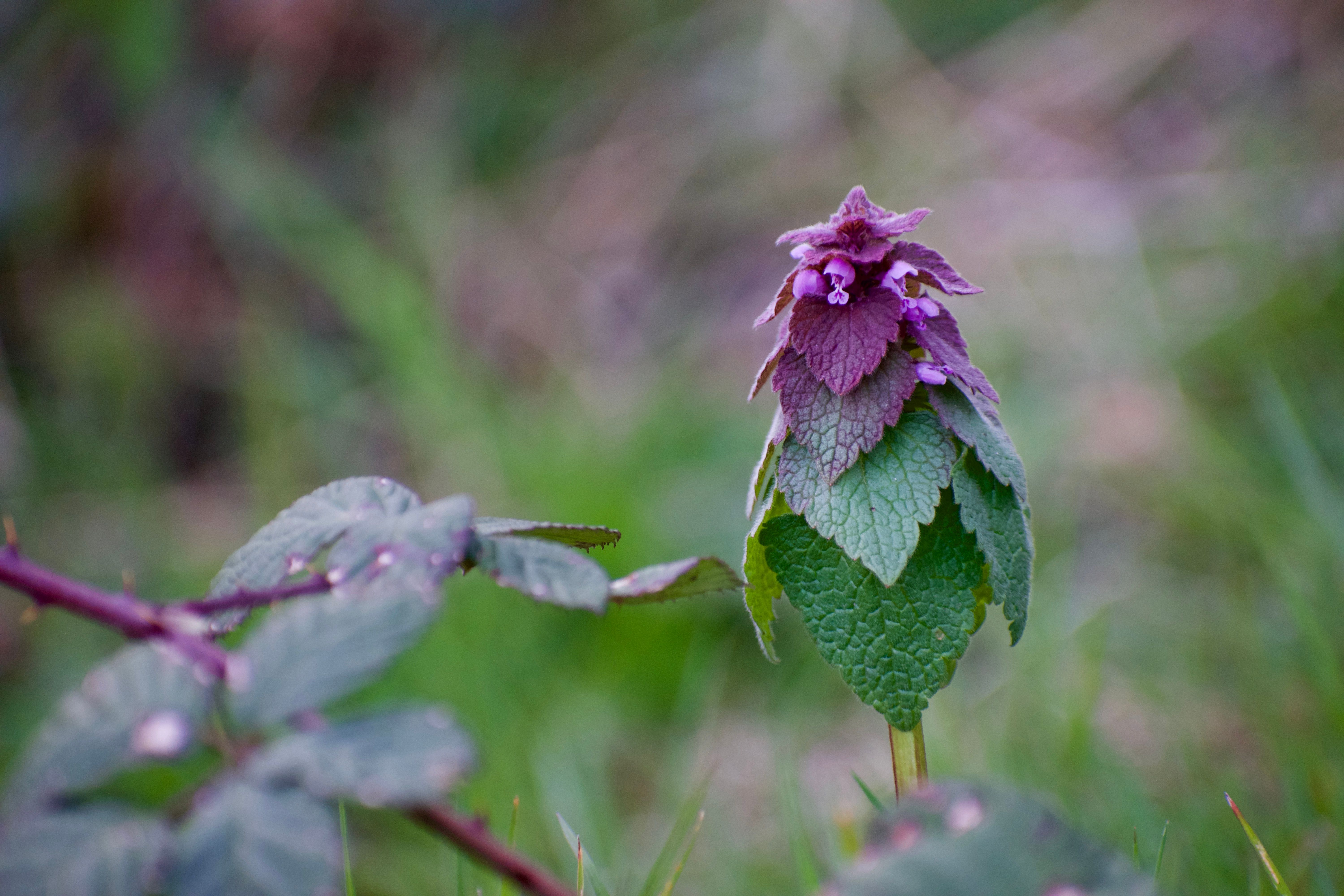 Purple flowers bloom on a leafy plant