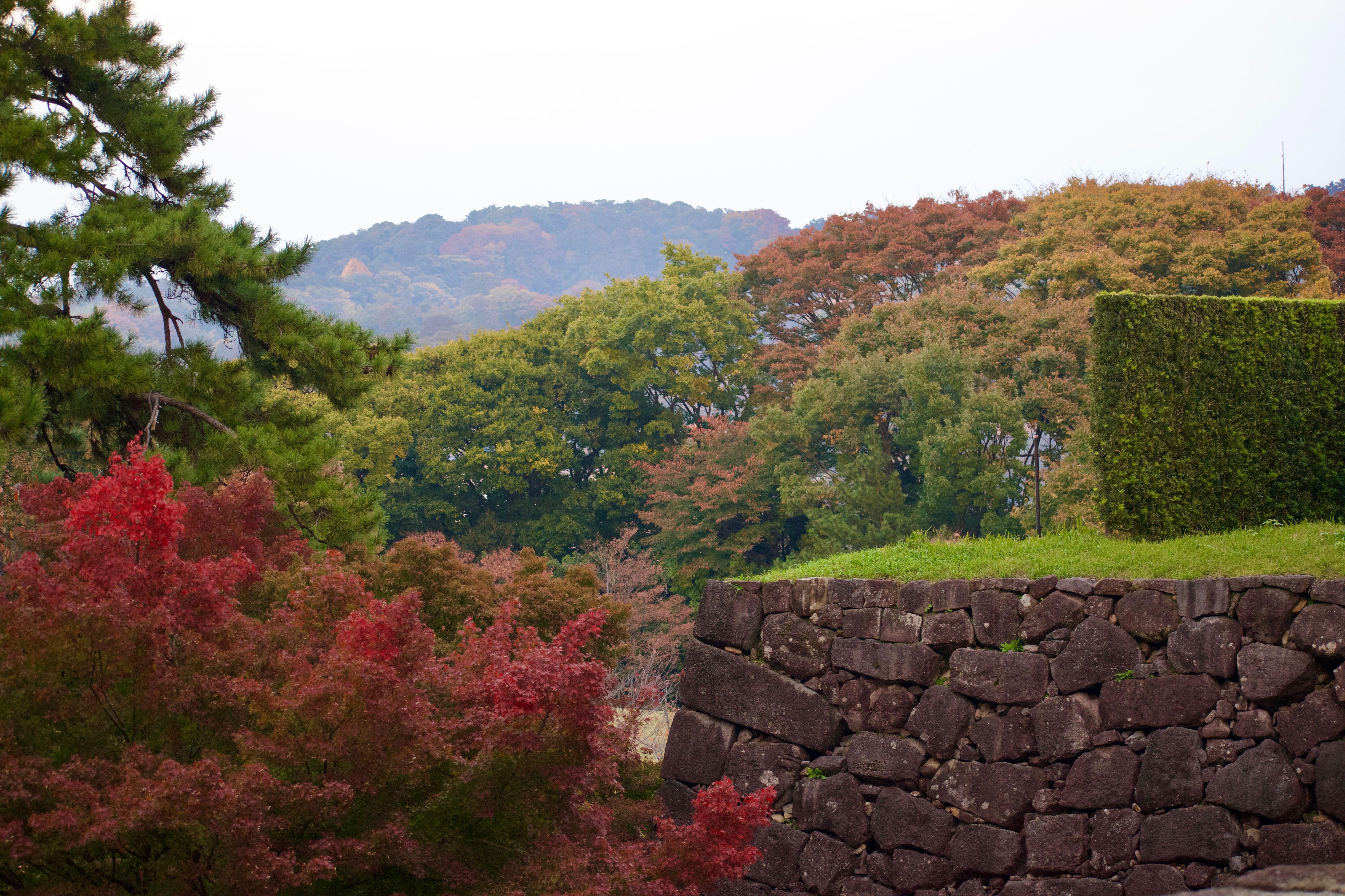 Autumn foliage above and below a stone wall