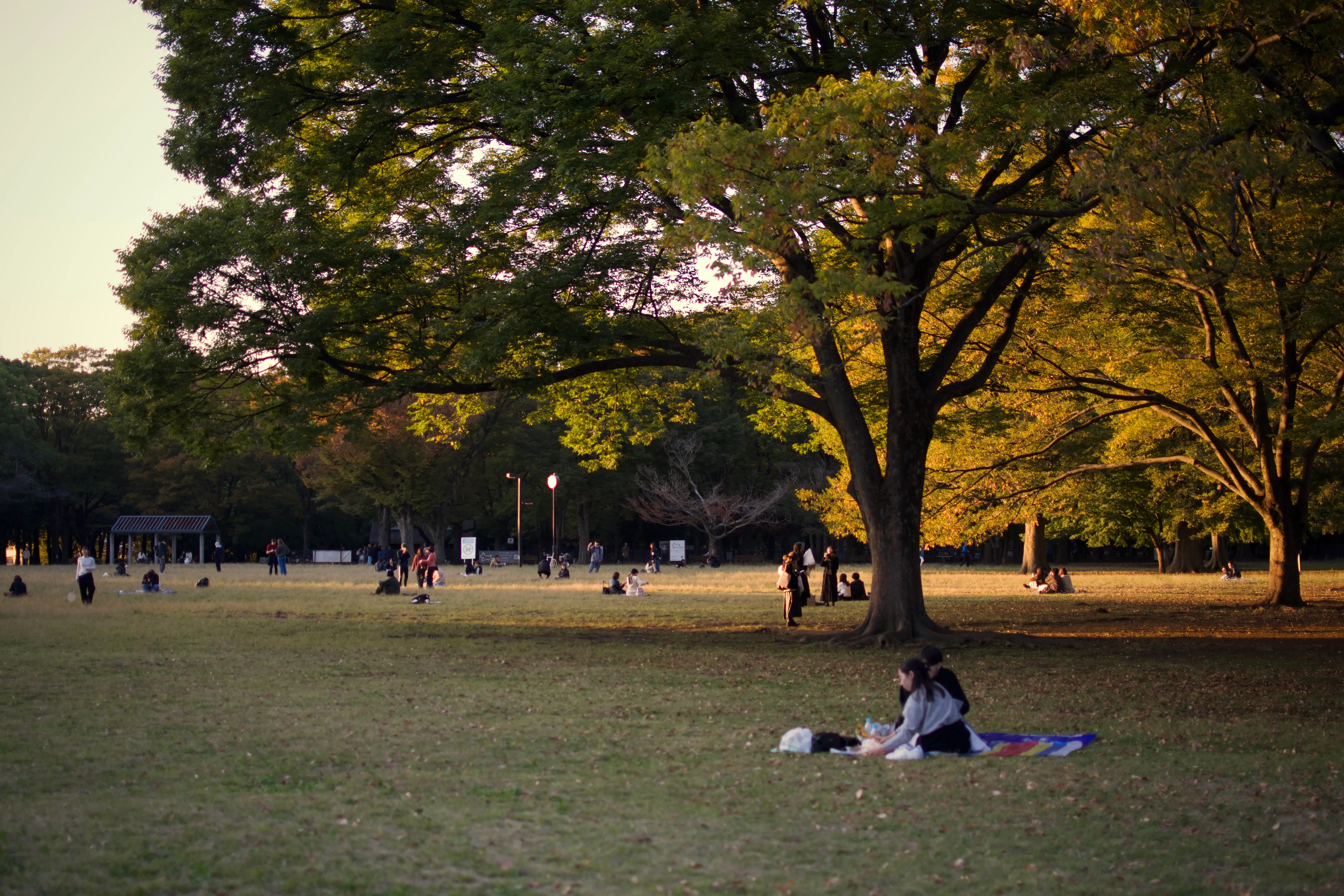 A moment of relaxation in an urban park setting at sunset. Couples on blankets and small groups are scattered across a grassy field surrounded by trees in autumn colours.