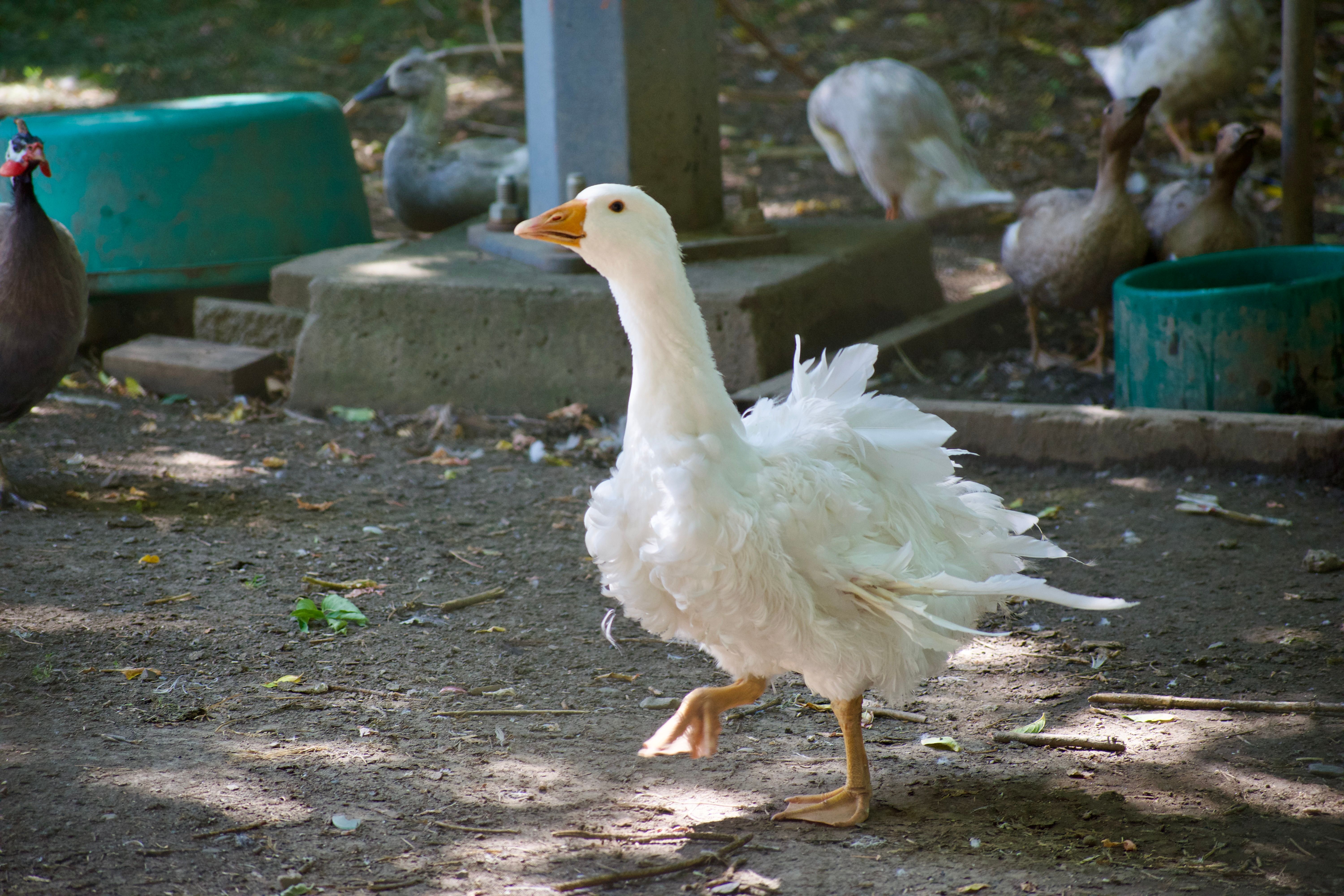 A white goose with messy feathers struts on the ground