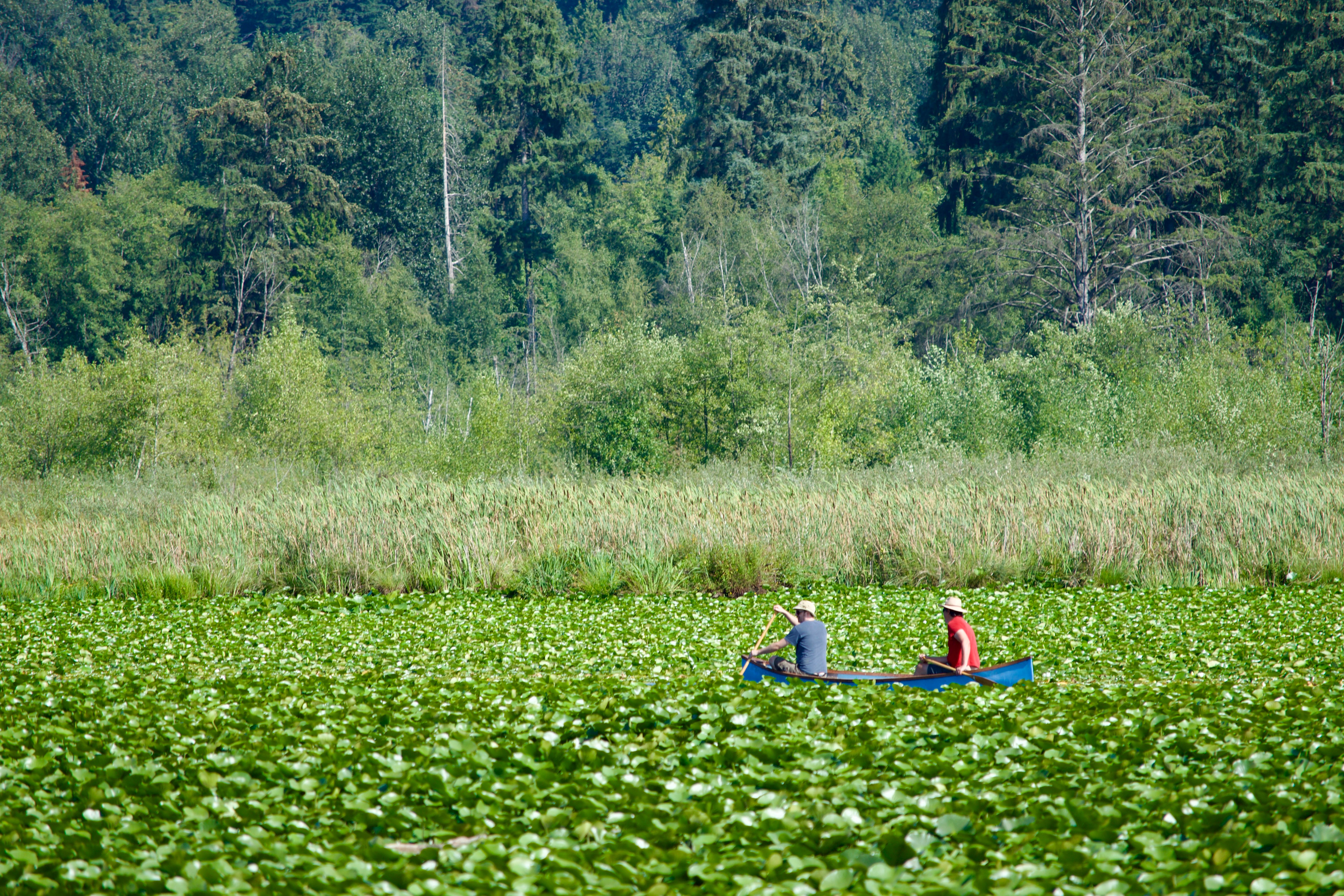 Two people row a canoe through a lilypad-covered lake. The background consists of a thicket of reeds in front of a cluster of deciduous bushes, which in turn is in front of a coniferous forest. The entire photo is green aside from the blue and red shirts of the canoers.