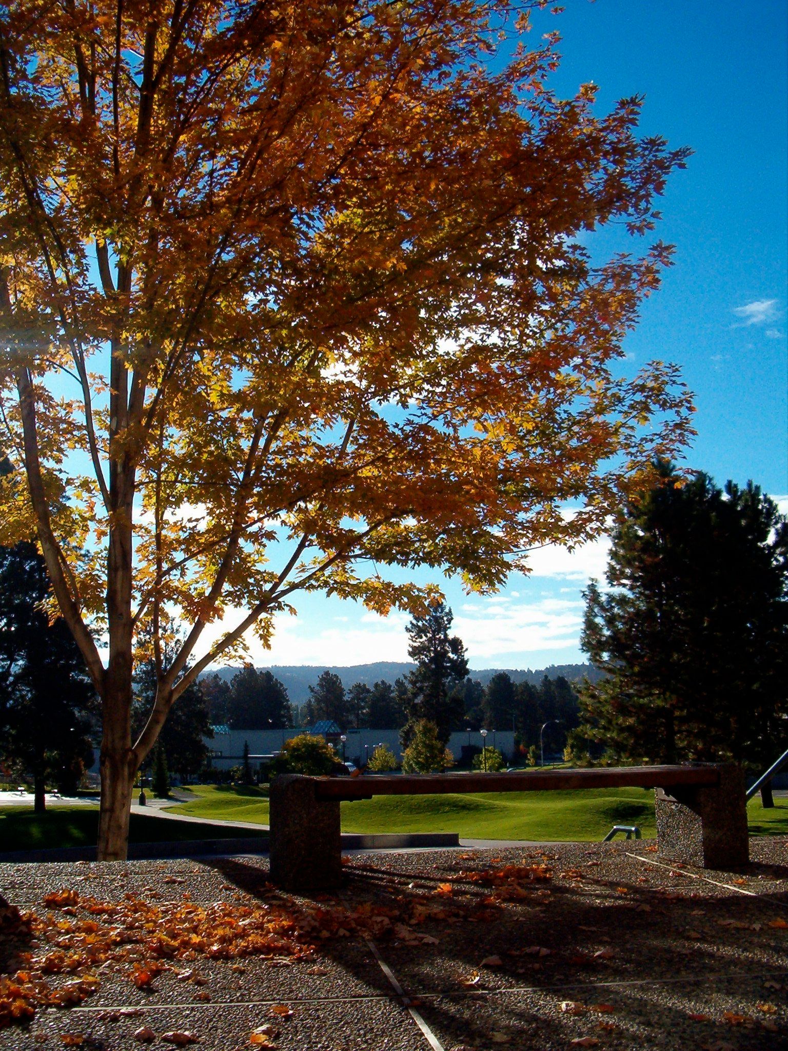 An autumn tree beside a bench overlooking a park