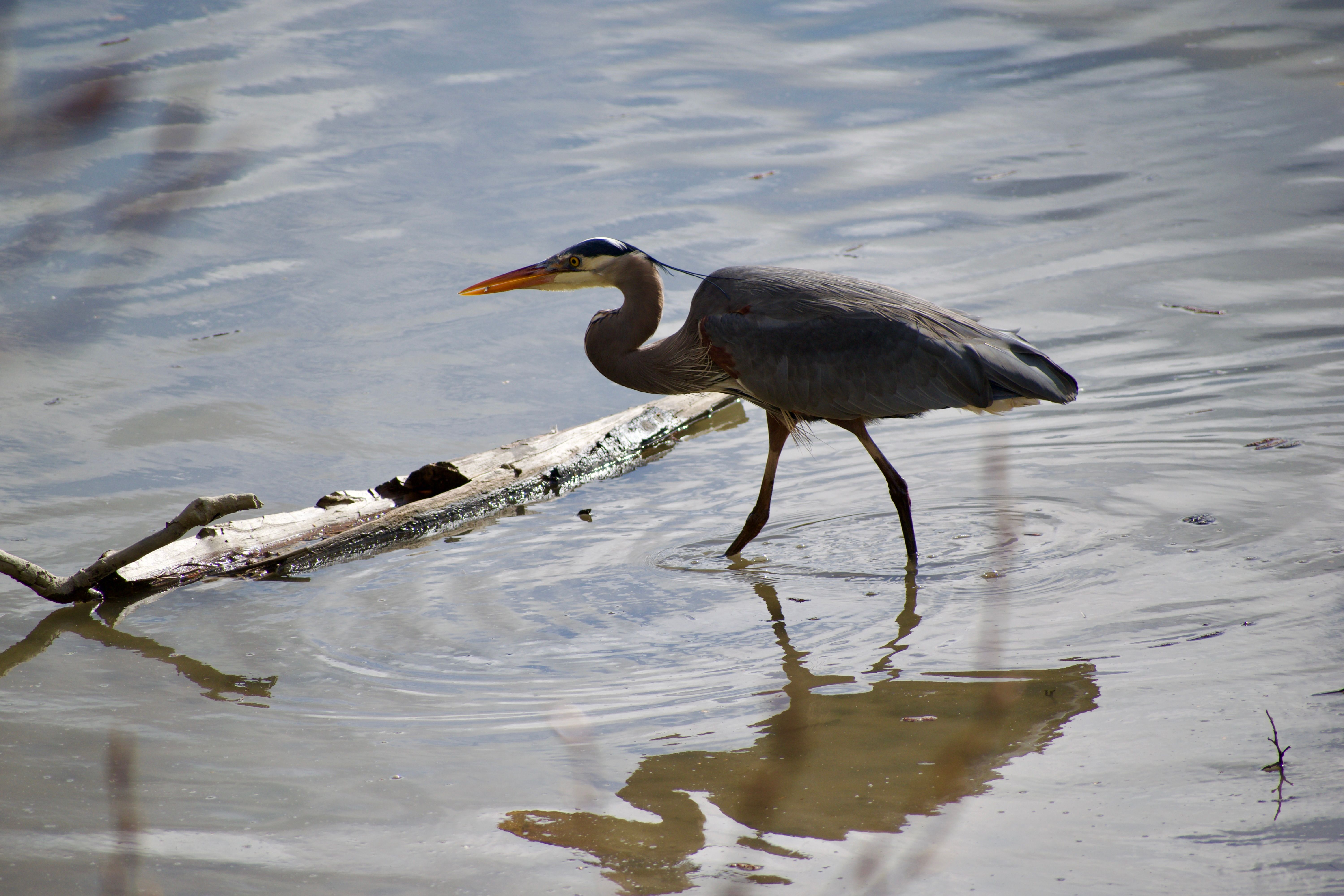 A closeup of a heron wading next to a small log in the shallows of a brown river.