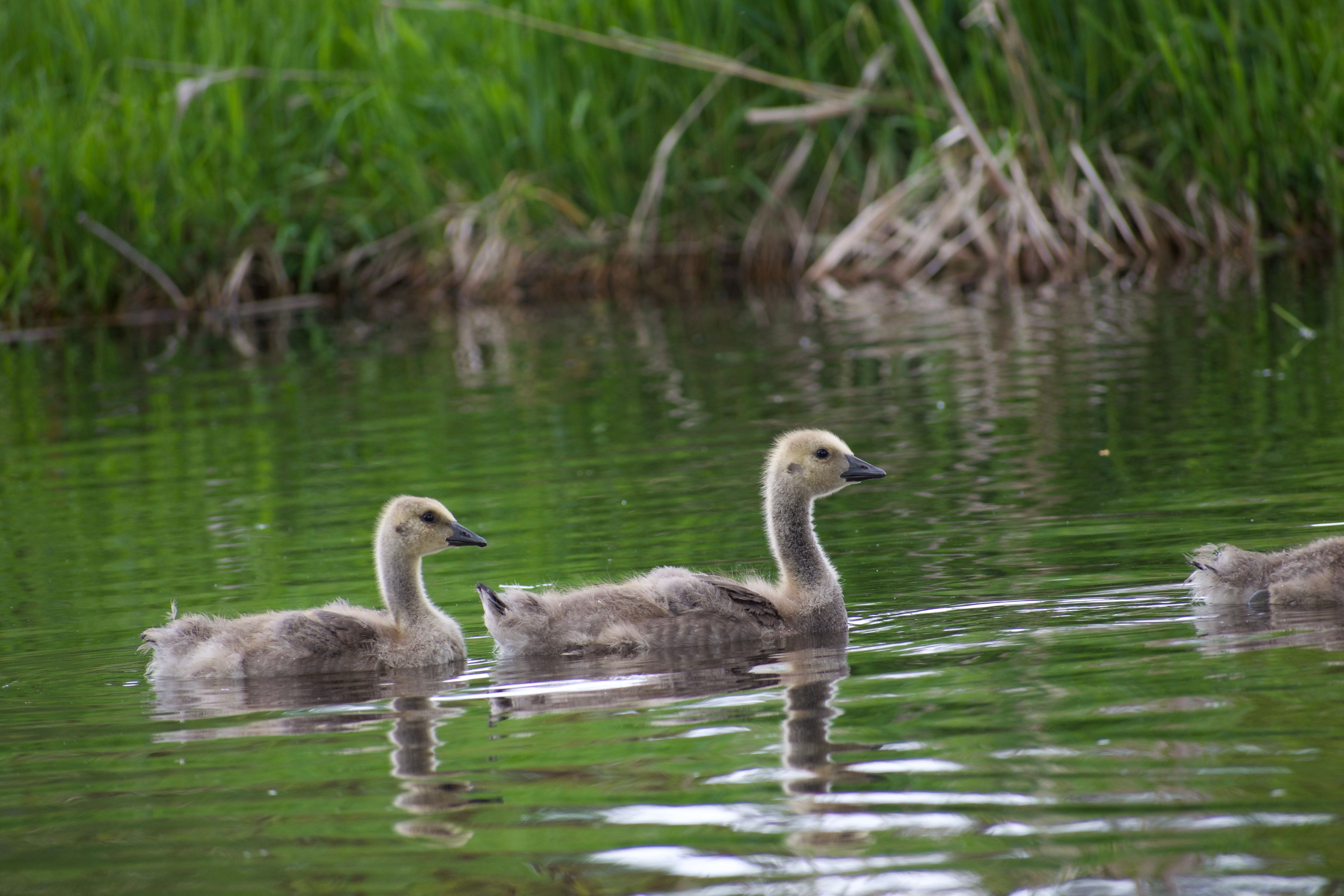 Two ducklings swim along the still waters of a narrow channel or creek. Their down is fuzzy and mostly grey-brown with a touch of yellow, with their adult feathers just starting to grow in. The water reflects the green of the surrounding wetland grasses. The photo is at a slight angle with the line of motion going up and to the right.
