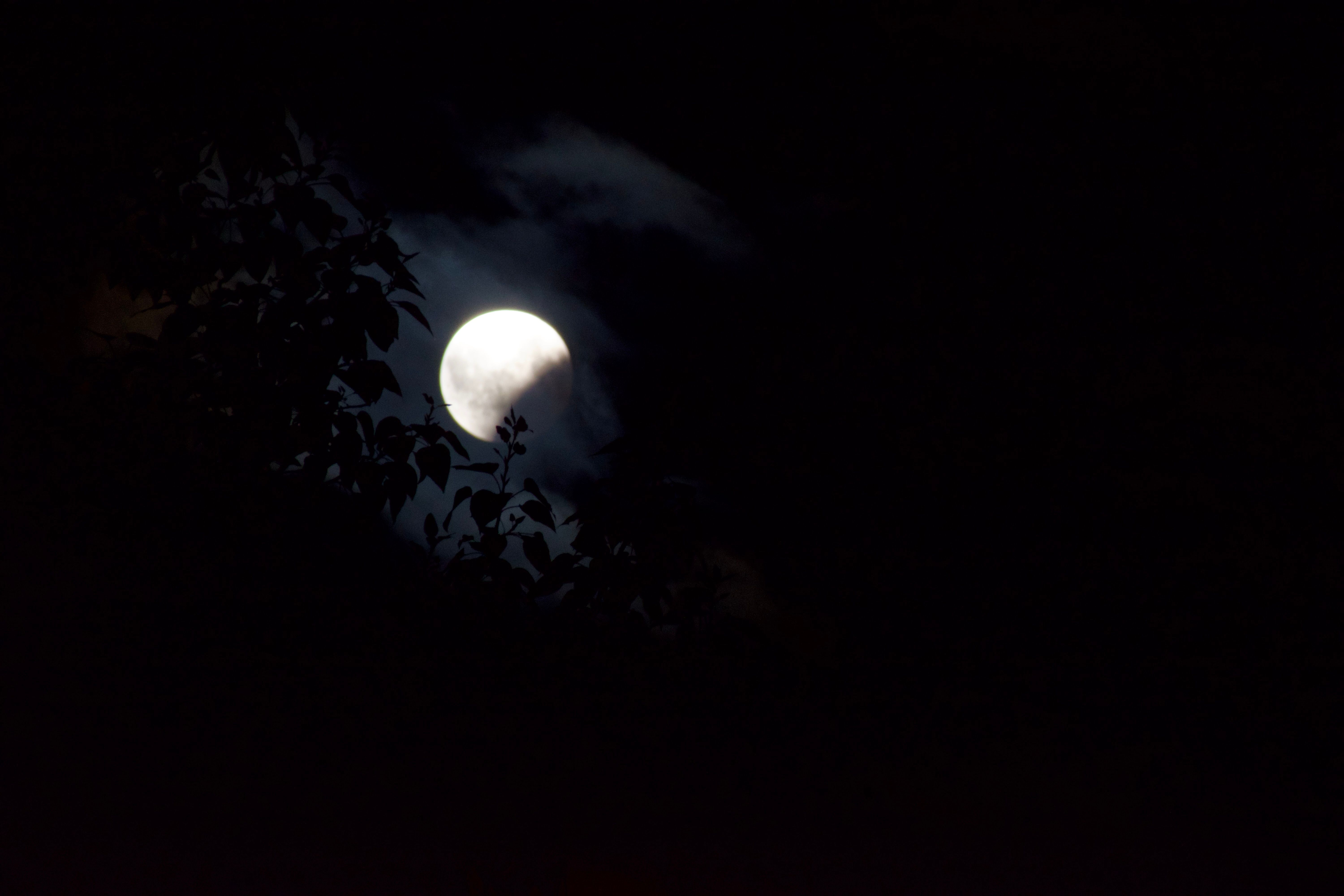 A partially-eclipsed moon behind the faint silhouette of leaves