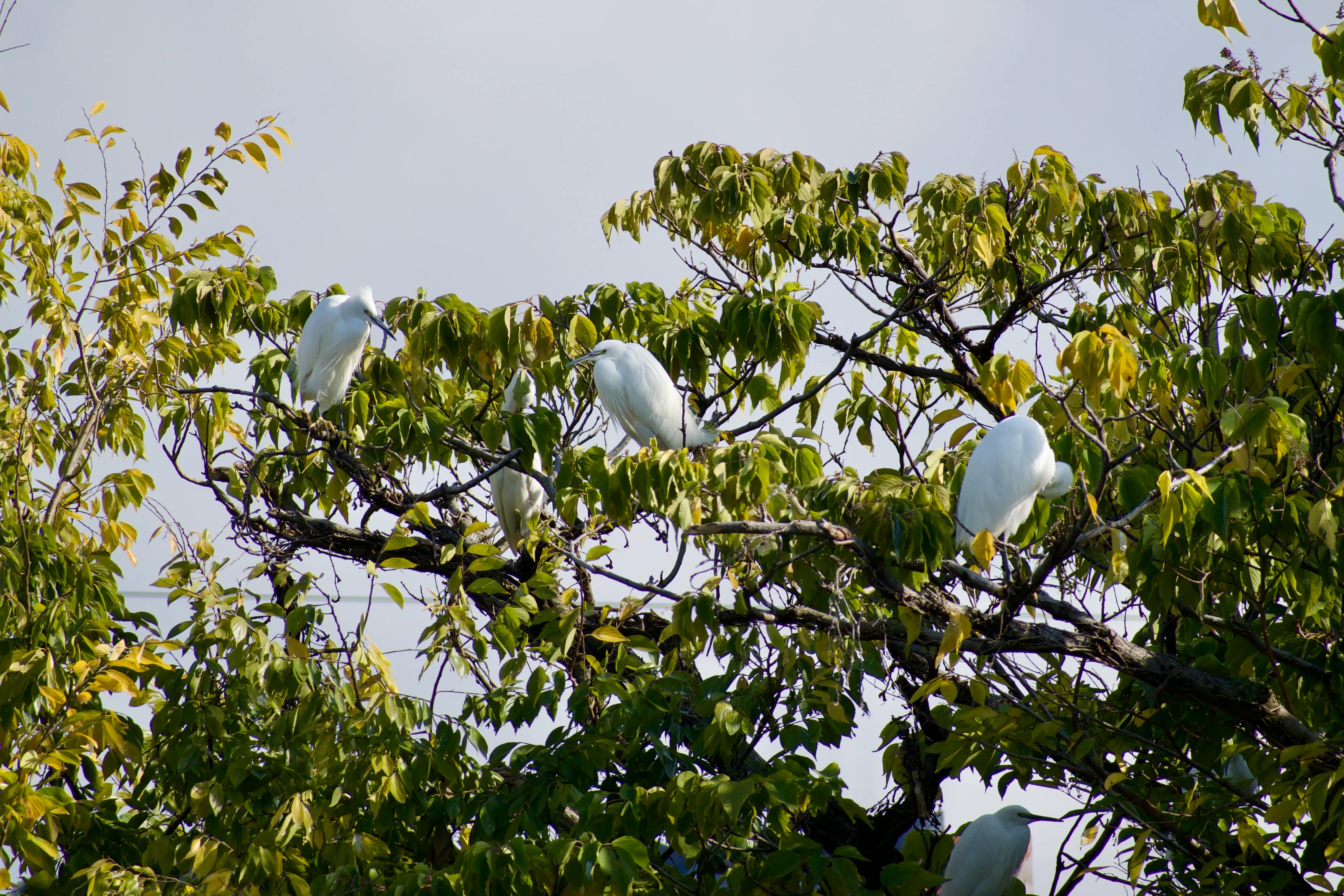 A colony of white egrets roost on a tree with yellowing leaves