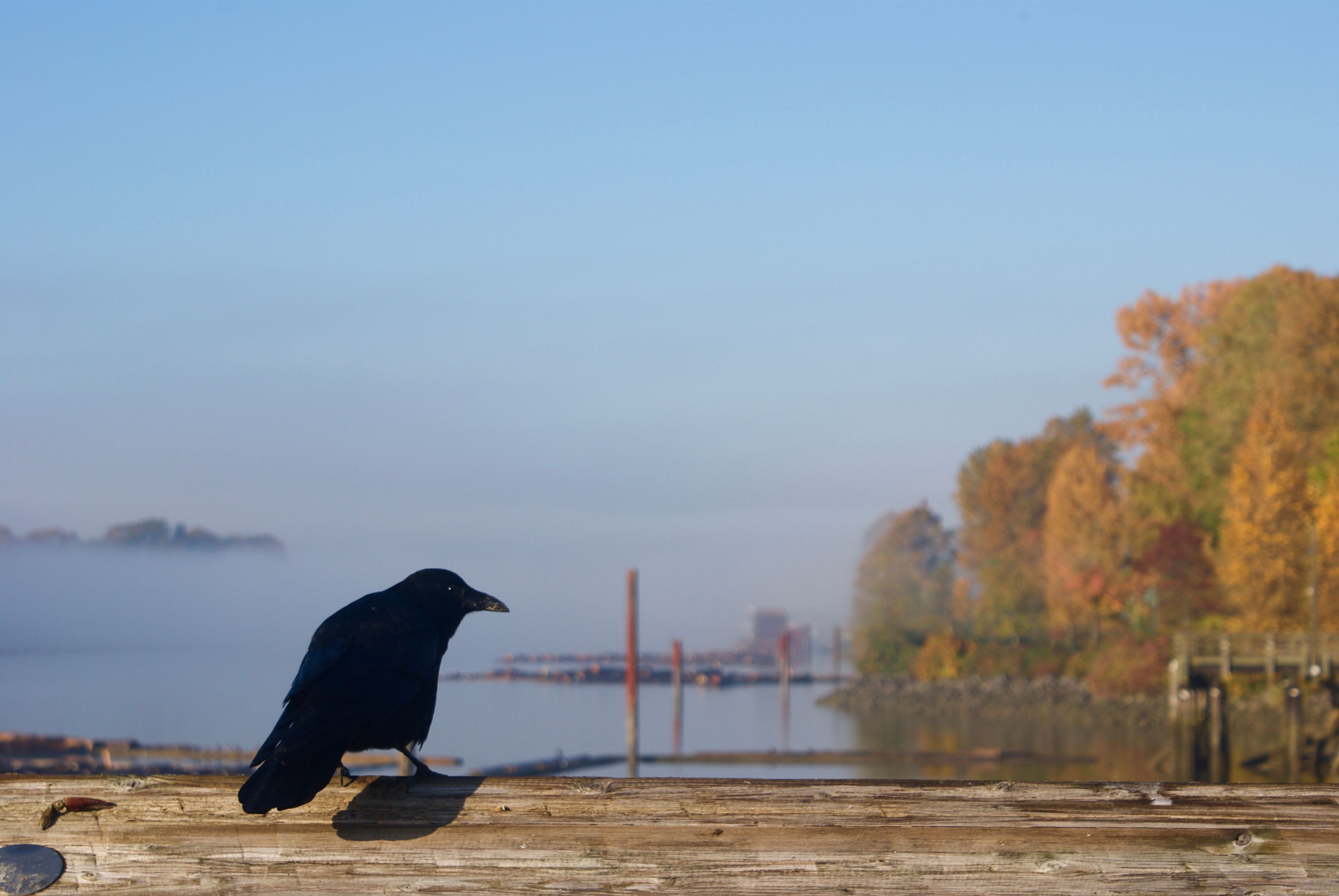 A crow perches on a pier with a foggy river and autumn foliage in the background