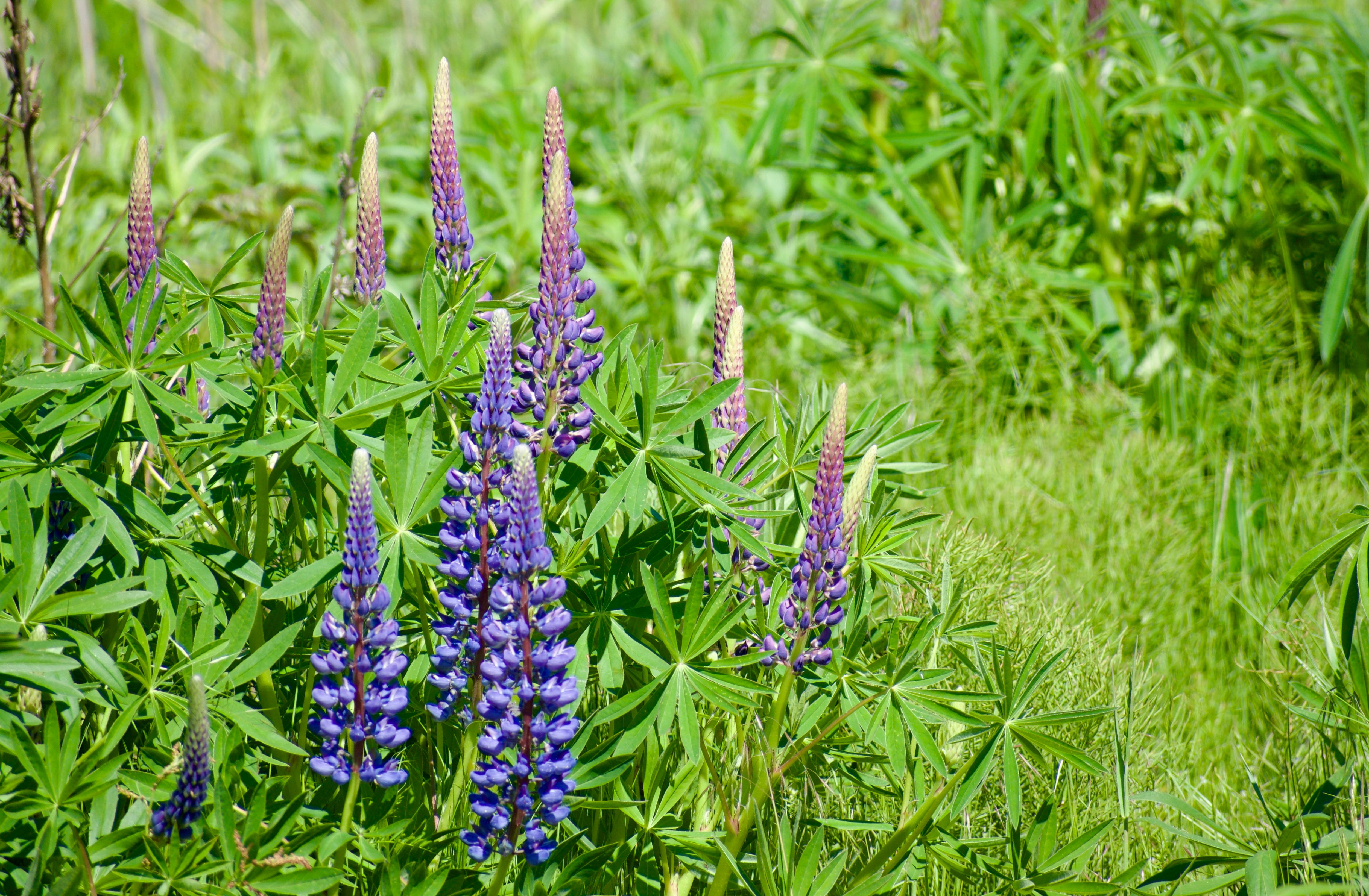 Purple lupin flowers bloom tall in a grassy field.