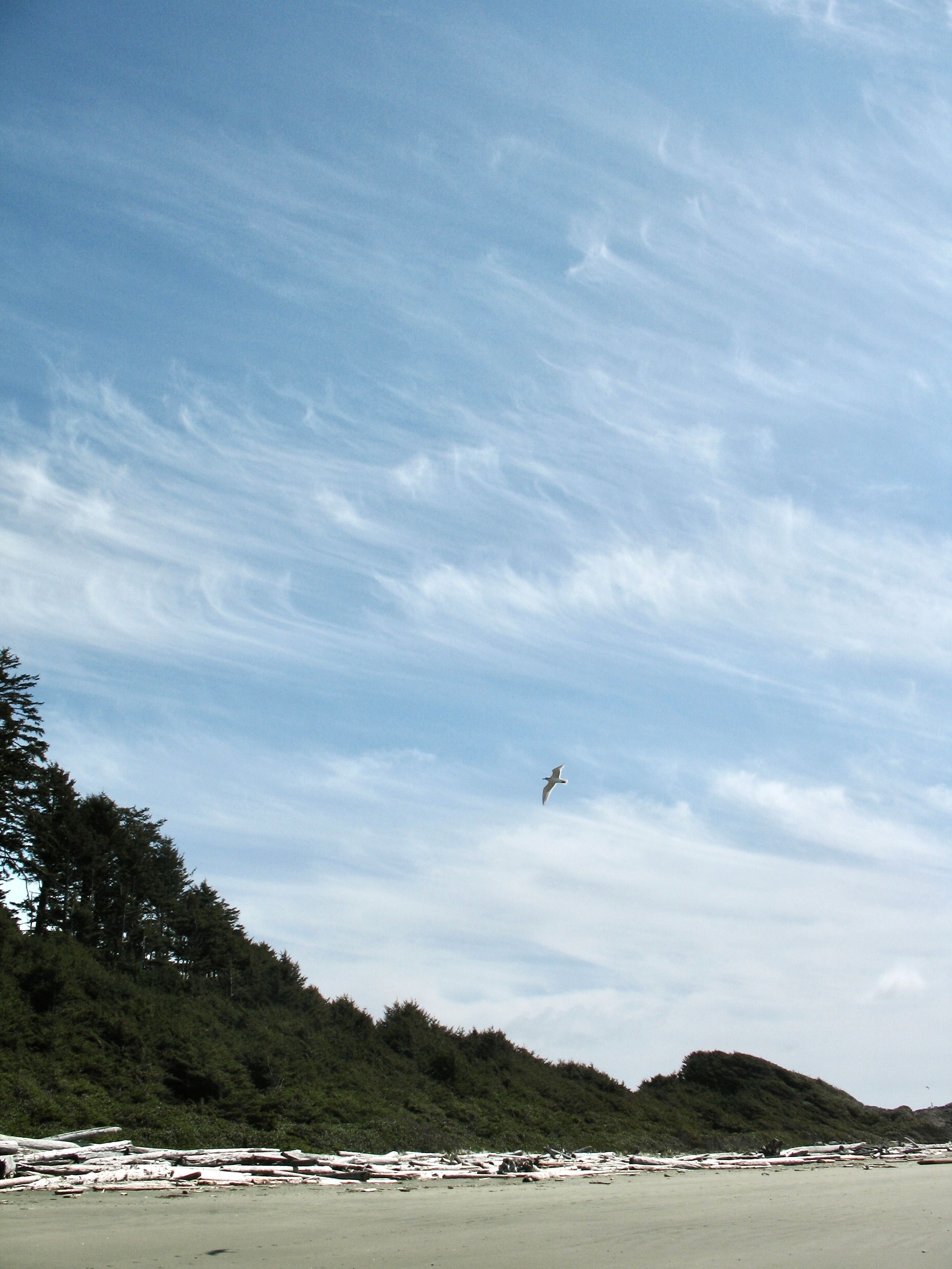A seabird flies above a quiet beach