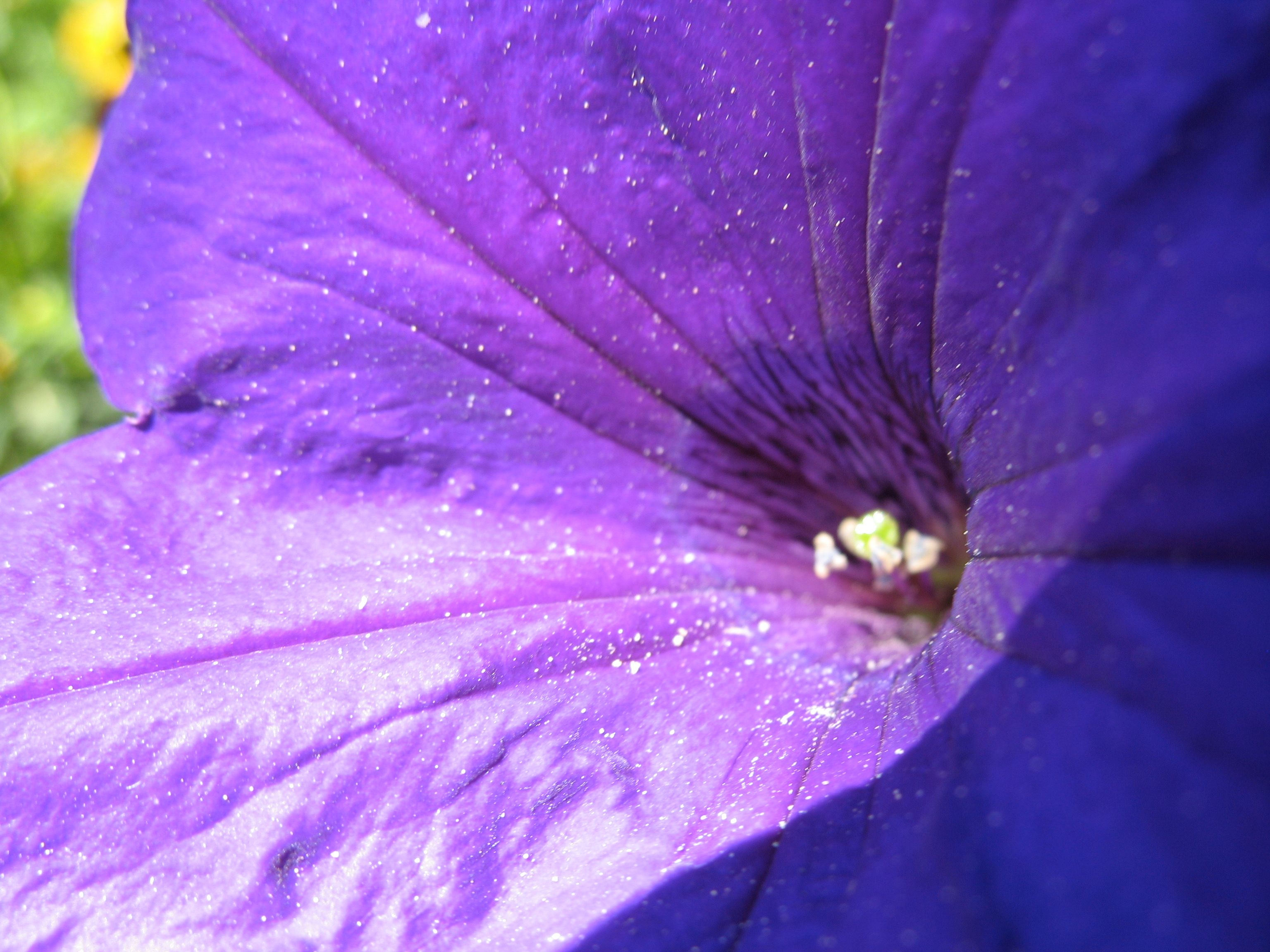 Close-up of a purple petunia with visible pollen and stamen in the center.