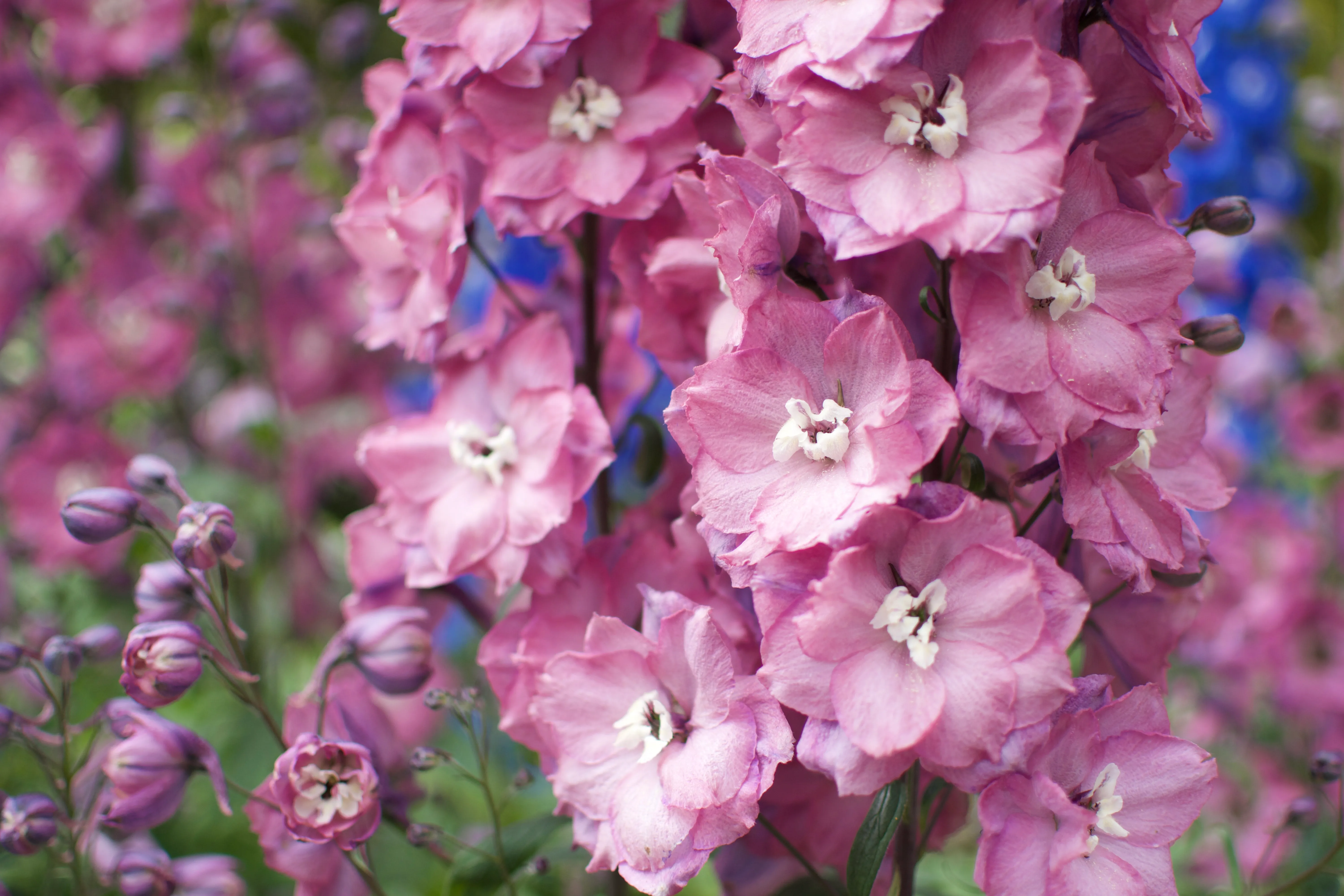 A column of dusty pink delphinium flowers with ruffled petals.