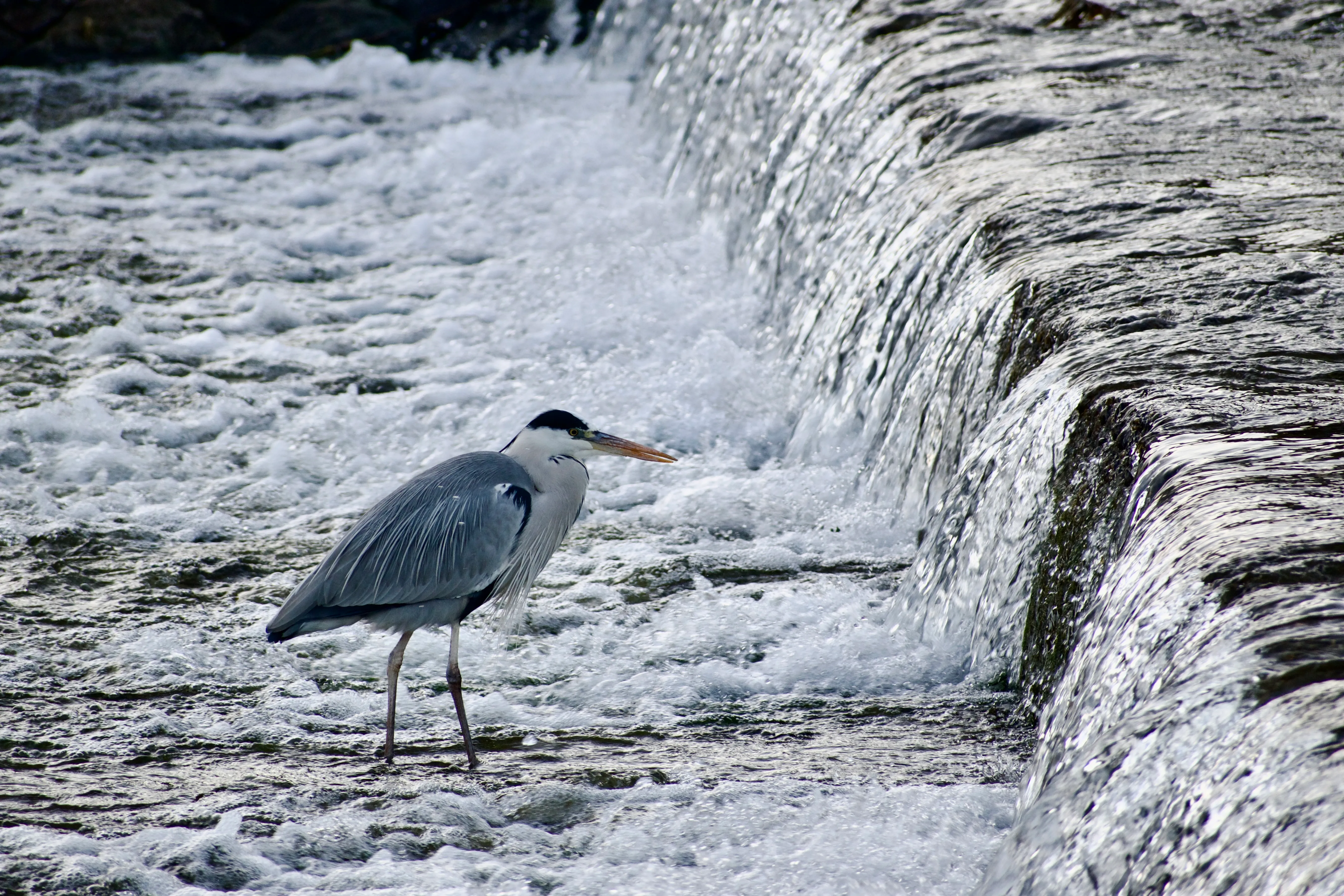 A heron stands in a river below and facing a short waterfall