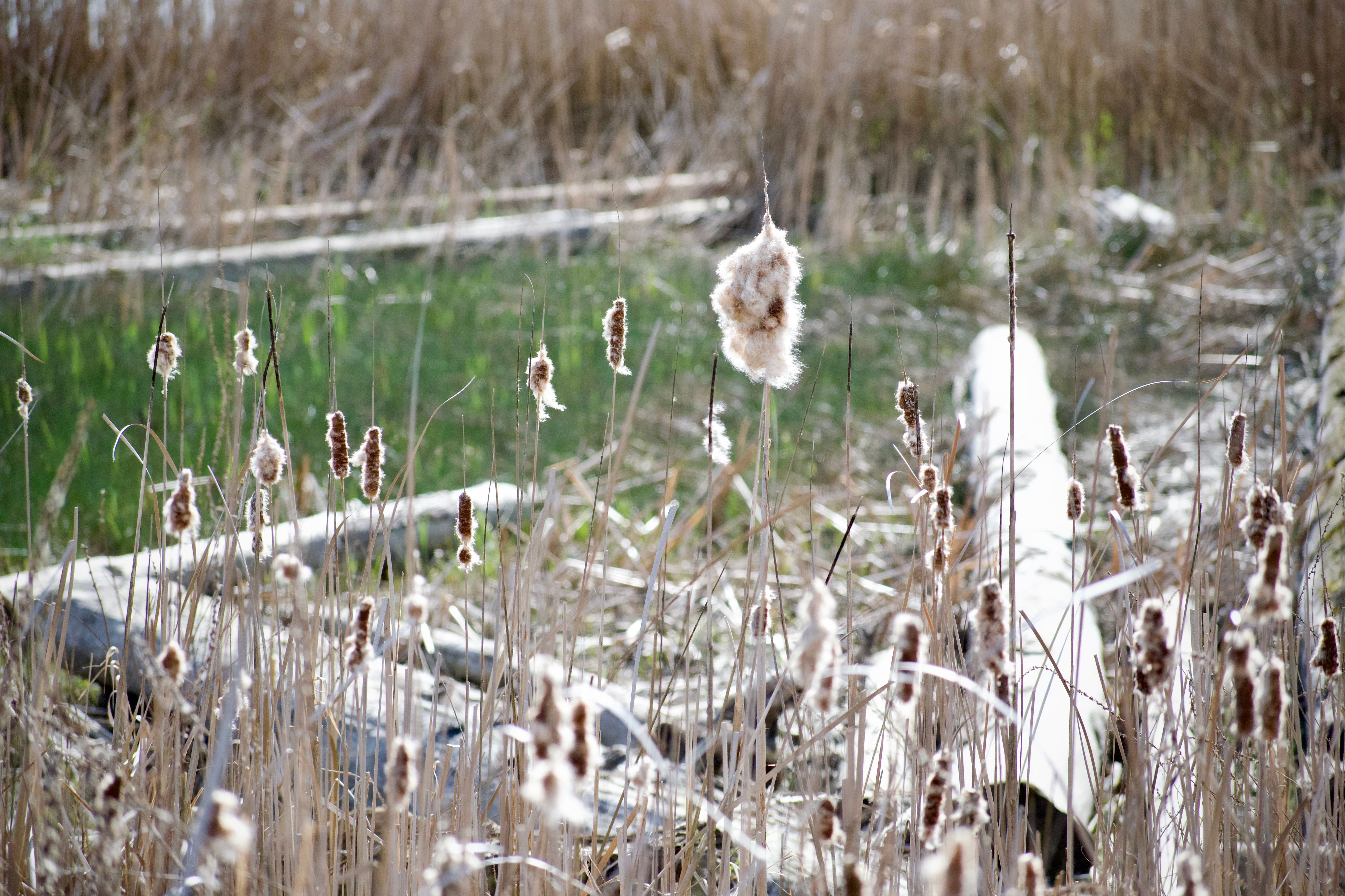Cattails catch the light in a marsh