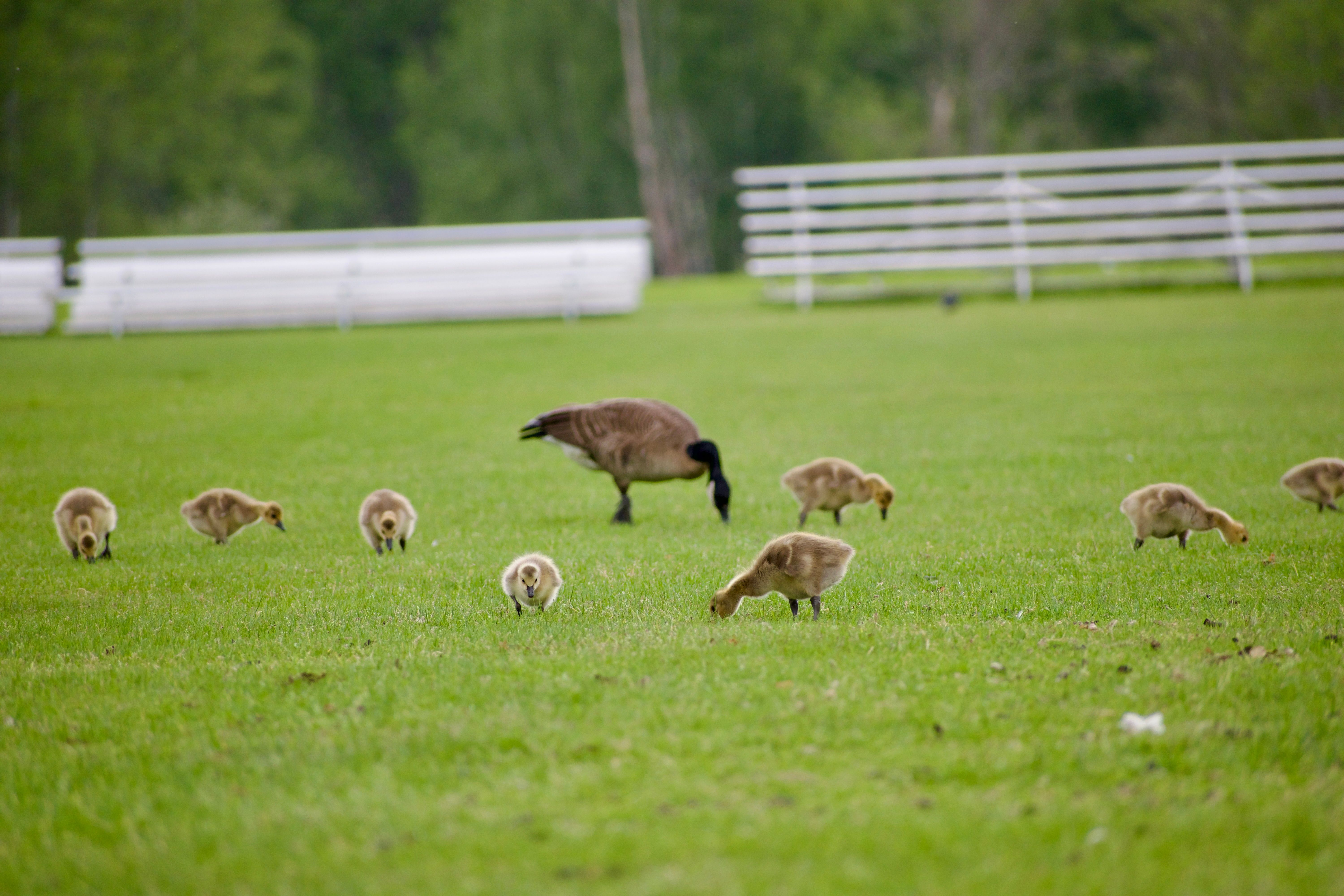 Canada geese and goslings graze on green park grass