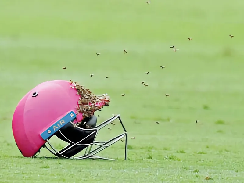 A pink cricket helmet lying on grass and covered with bees.