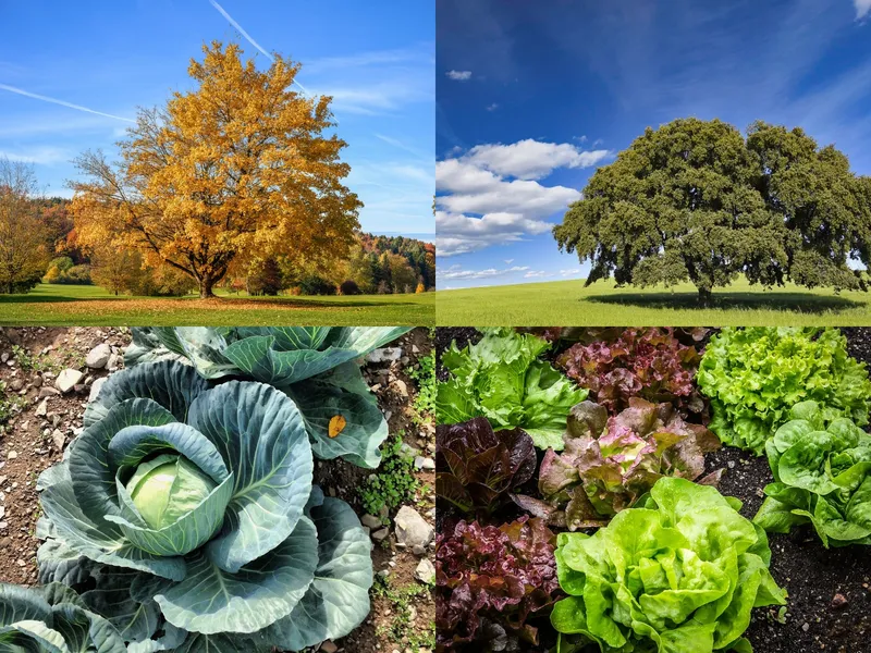 A two-by-two grid of plant photos. Clockwise from top left: a maple tree, a holly tree, a lettuce plant, and a cabbage plant.