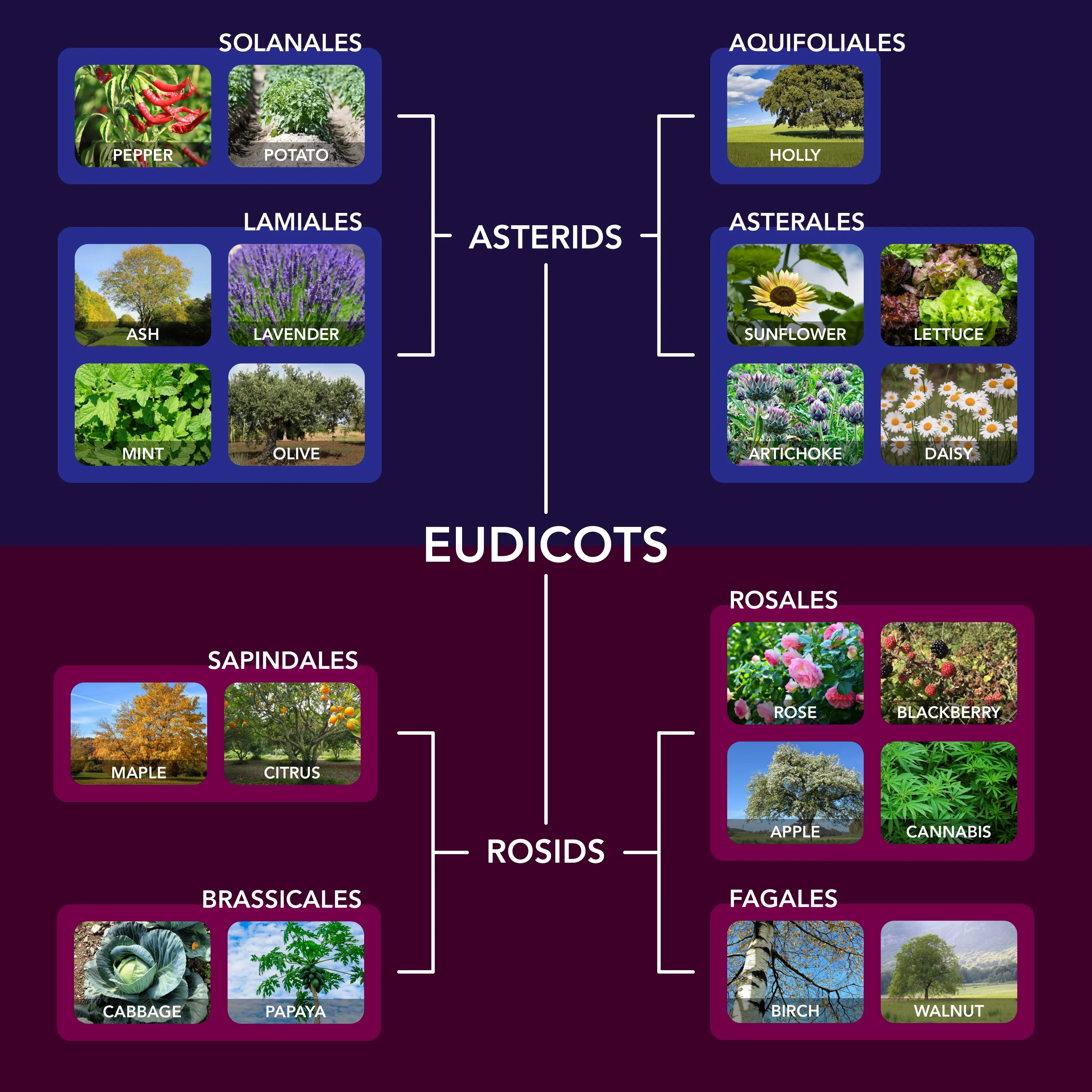 A family tree of various plants. Clade asterids contains the orders solanales (peppers, potatoes) and lamiales (ash, lavender, mint, olive) one one side, and orders aquifoliales (holly) and asterales (sunflower, lettuce, artichoke, daisy) on the other. Clade rosids contains orders sampindales (maple, citrus) and brassicales (cabbage, papaya) on one side, and orders rosales (rose, blackberry, apple, cannabis) and fagales (birch, walnut) on the other.