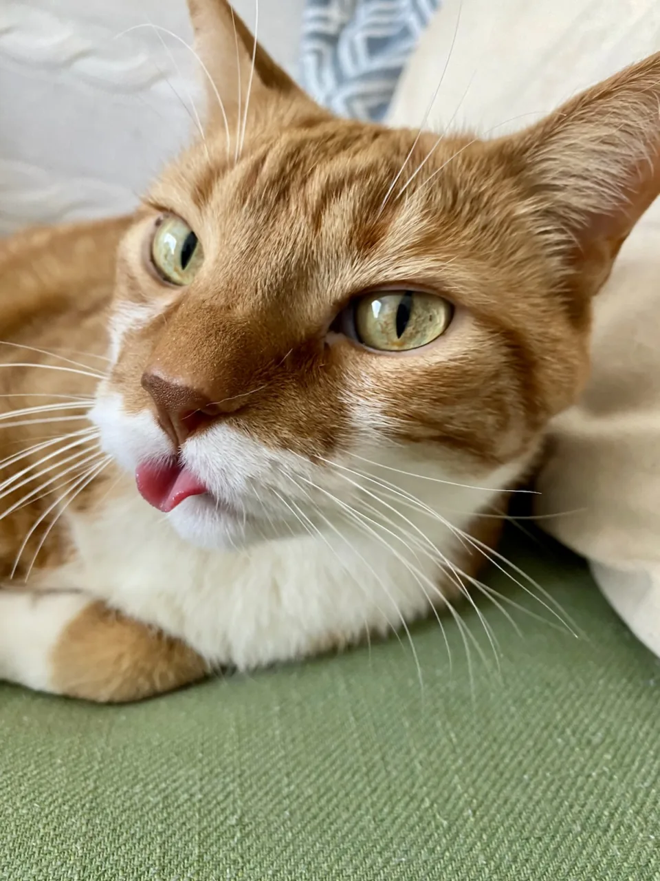 Diggy leans down with his tongue sticking out at Blep Level 2.