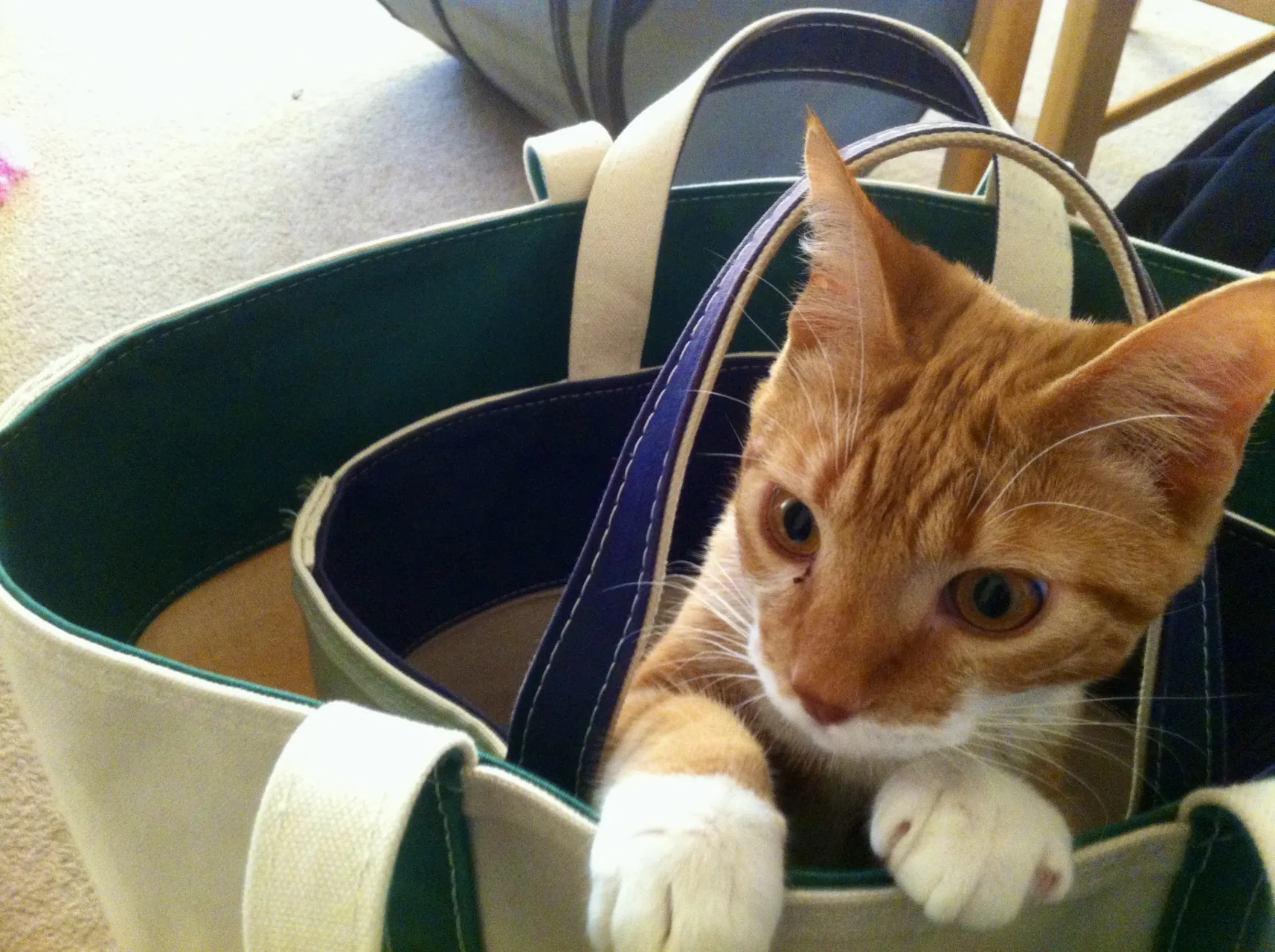 Diggy pokes his head out of our canvas shopping bags.