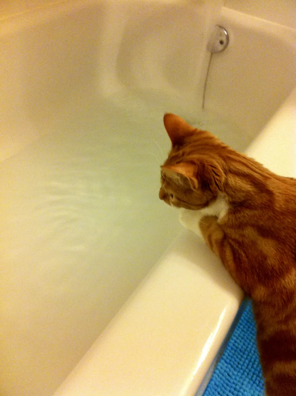 Diggy stares at the water filling up the bathtub.