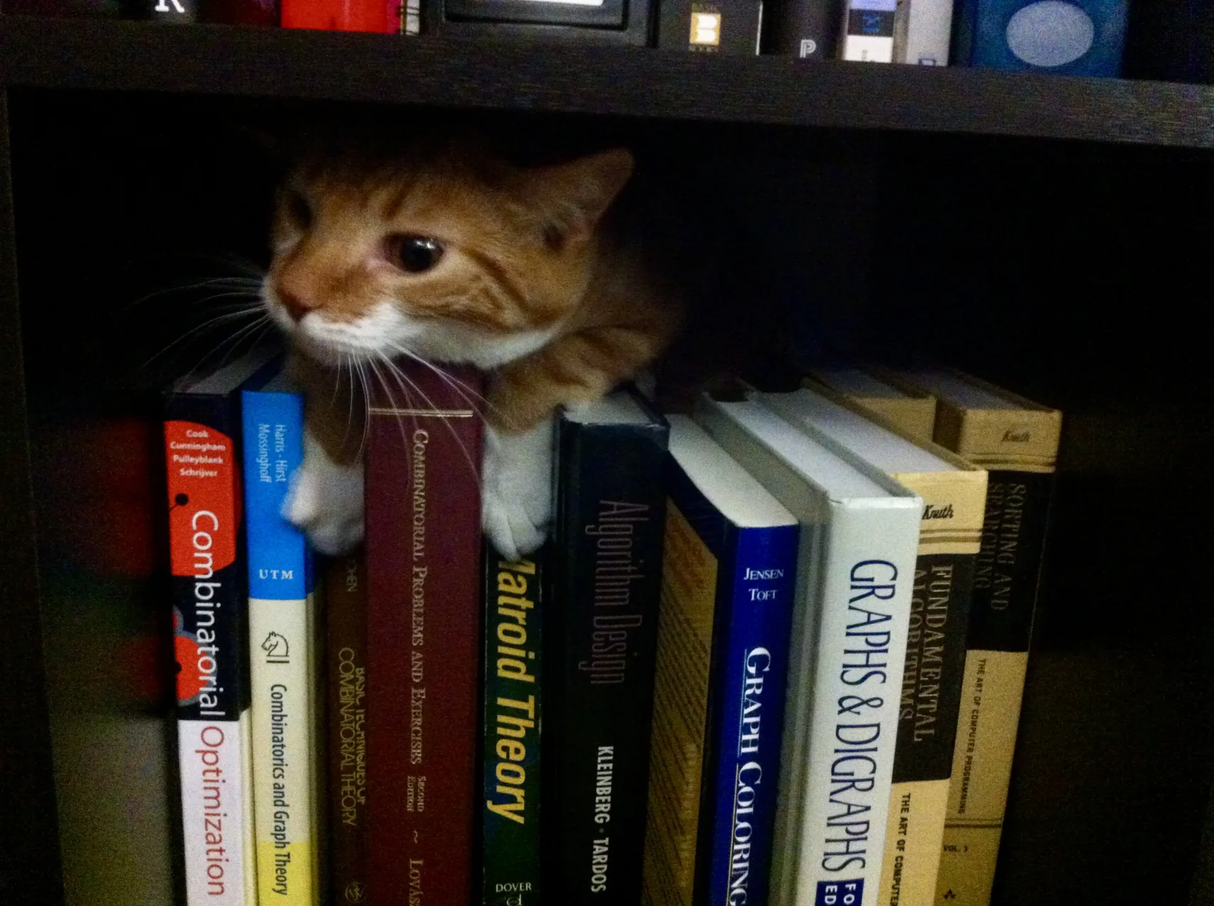 Diggy peeks out from between the tops of a collection of math books and the bottom of the next shelf up.