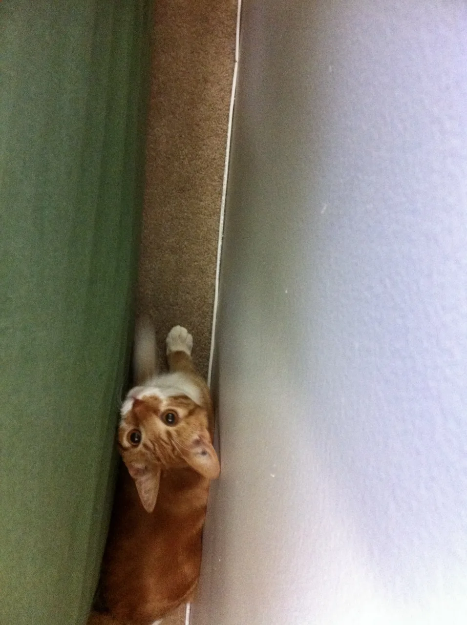 Diggy looks up from the narrow space between the couch and the wall.