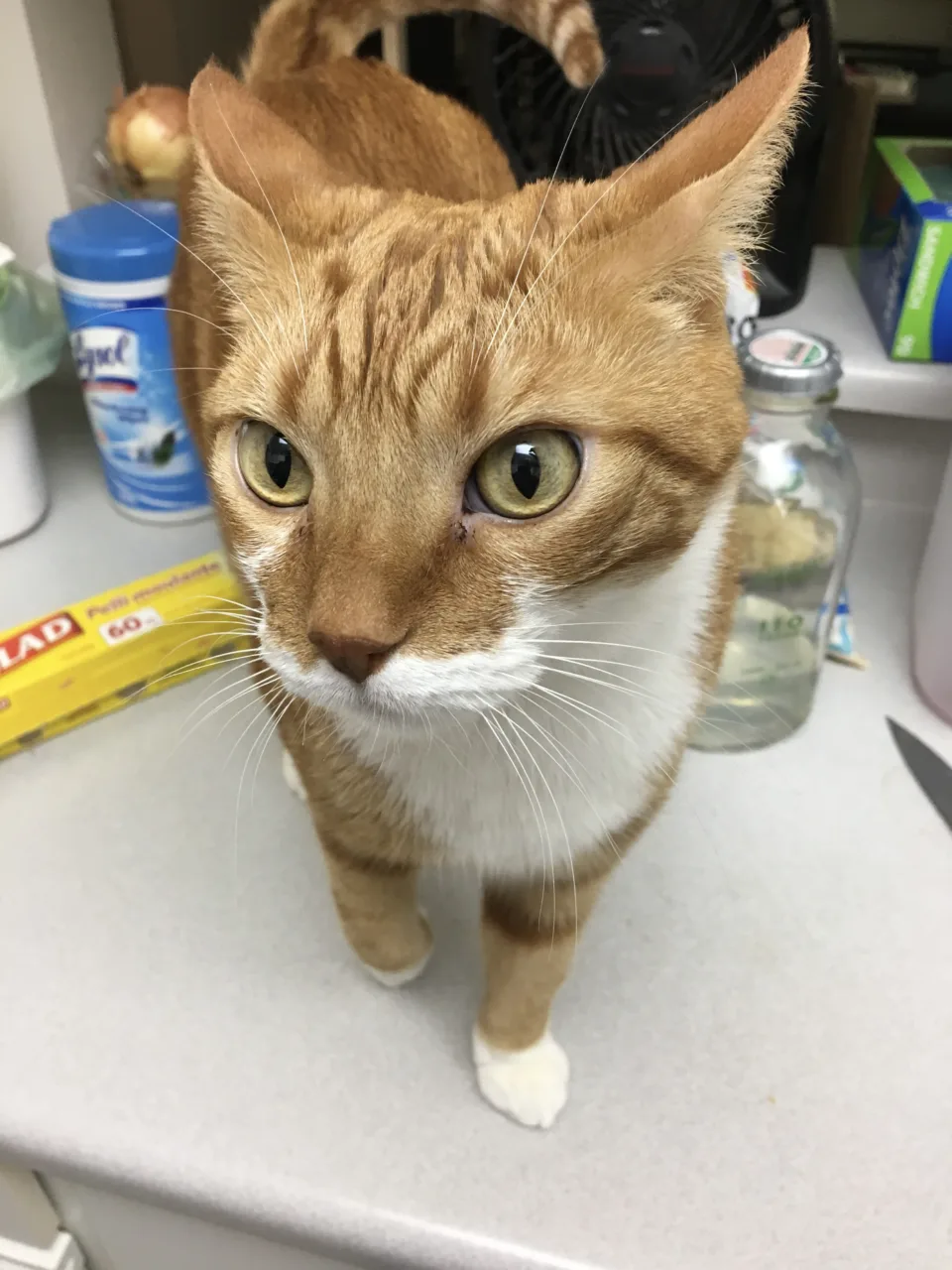 Diggy struts over the surface of the kitchen counter.