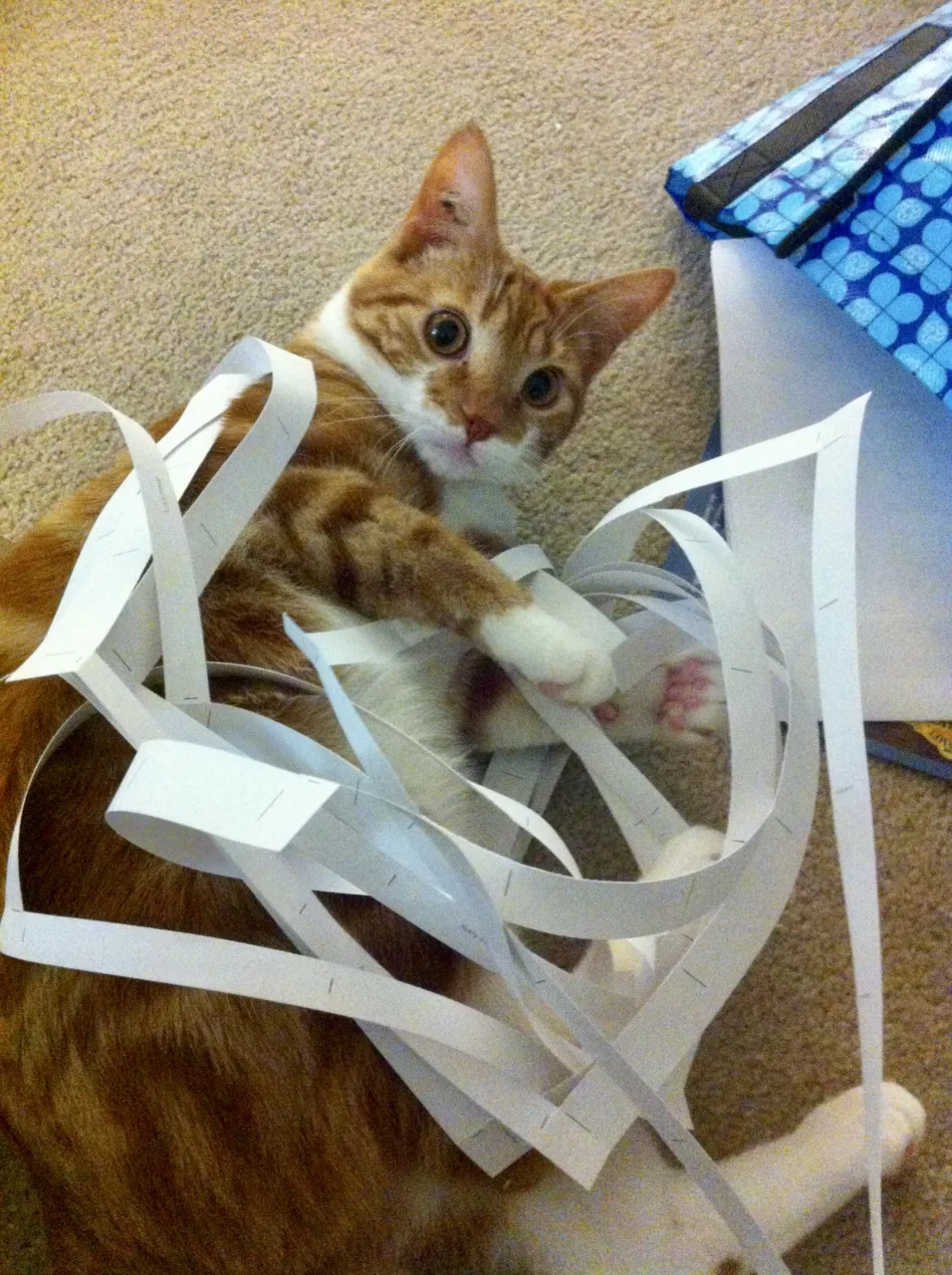 Diggy, entangled with cut-up strips of paper from the recycling, looks at the camera as if to ask: who, me?