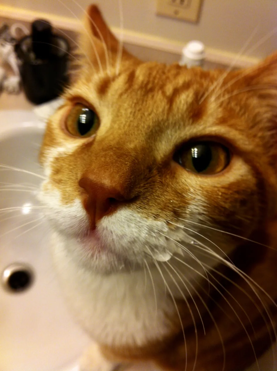 Diggy looks quite pleased with himself with a face full of tap water dripping from his whiskers.