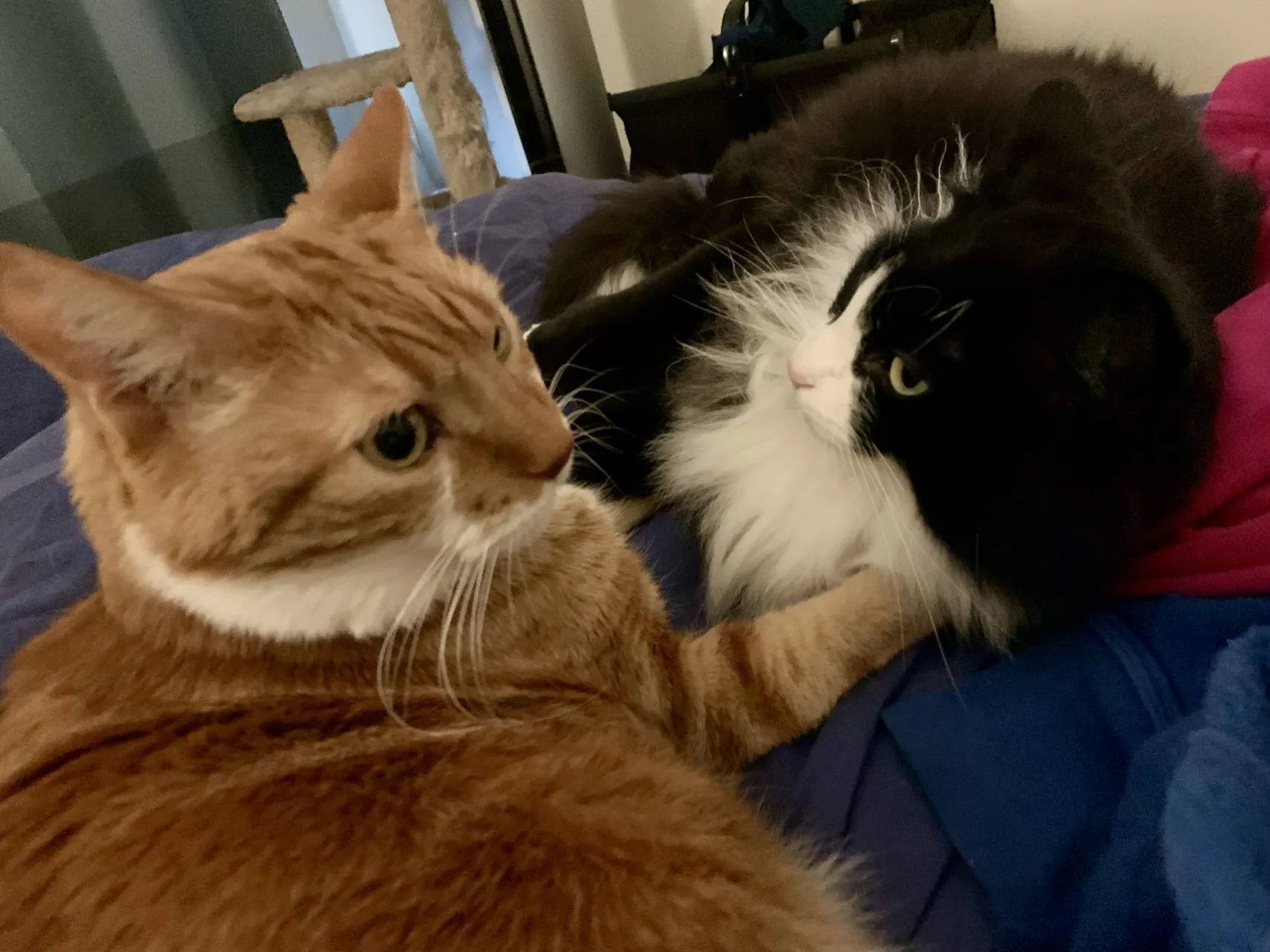 Diggy and Pazzo share a rare cuddle on the bed.