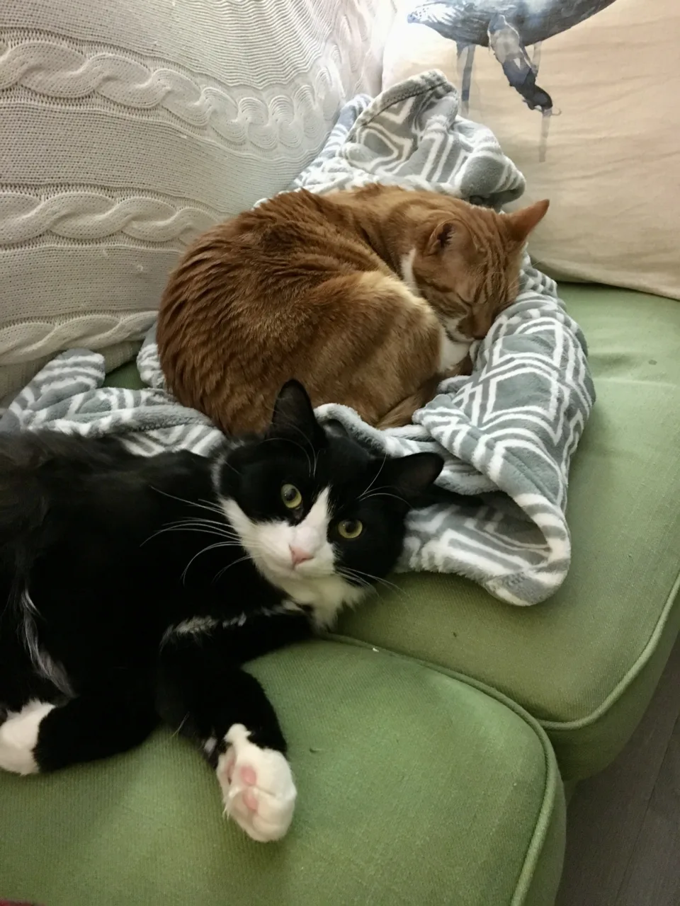 Diggy and Pazzo sleep next to each other on the couch.