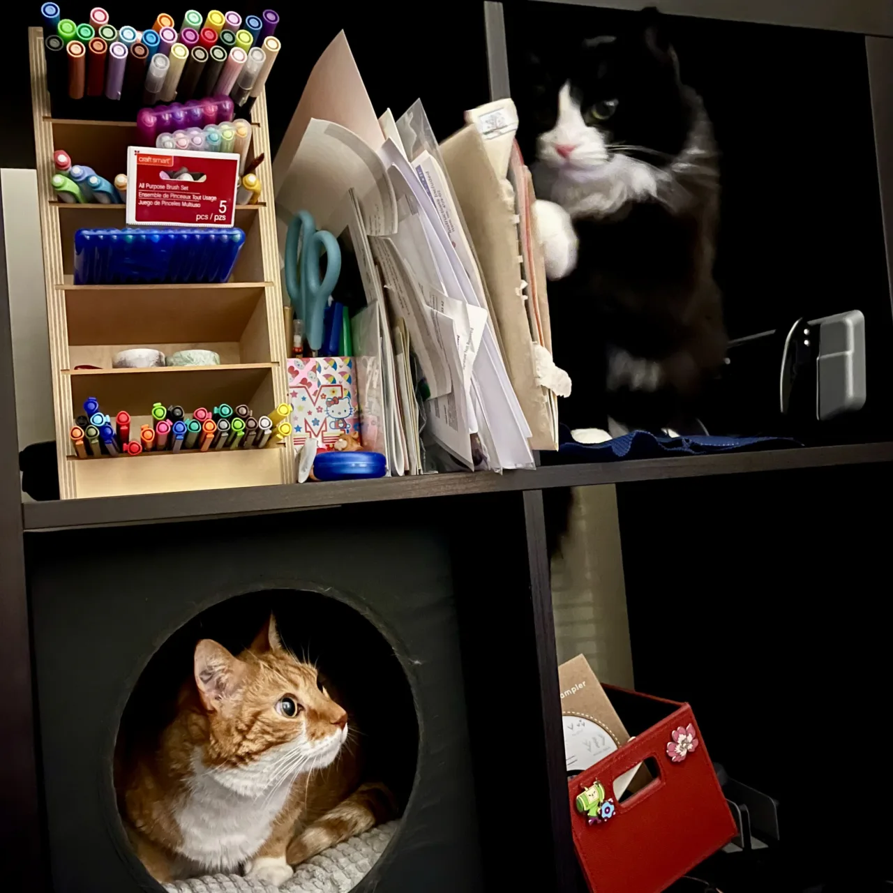 Diggy occupies the cat bed in the bottom left cubby of a bookshelf, while Pazzo looks down from the top right cubby.