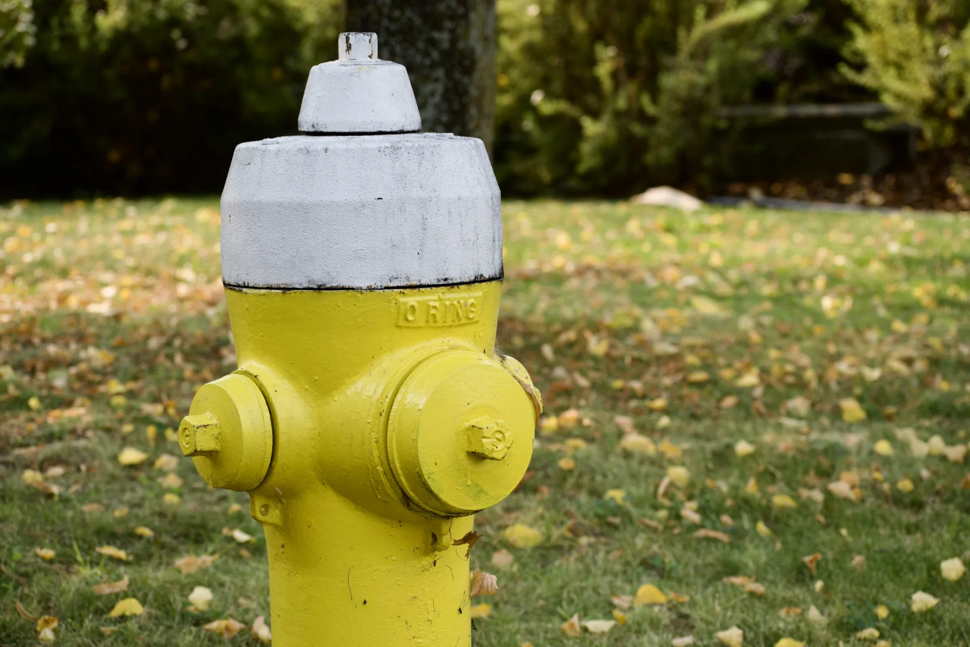 A yellow fire hydrant with a yellow cap on the front. It is surrounded by fallen leaves on grass.